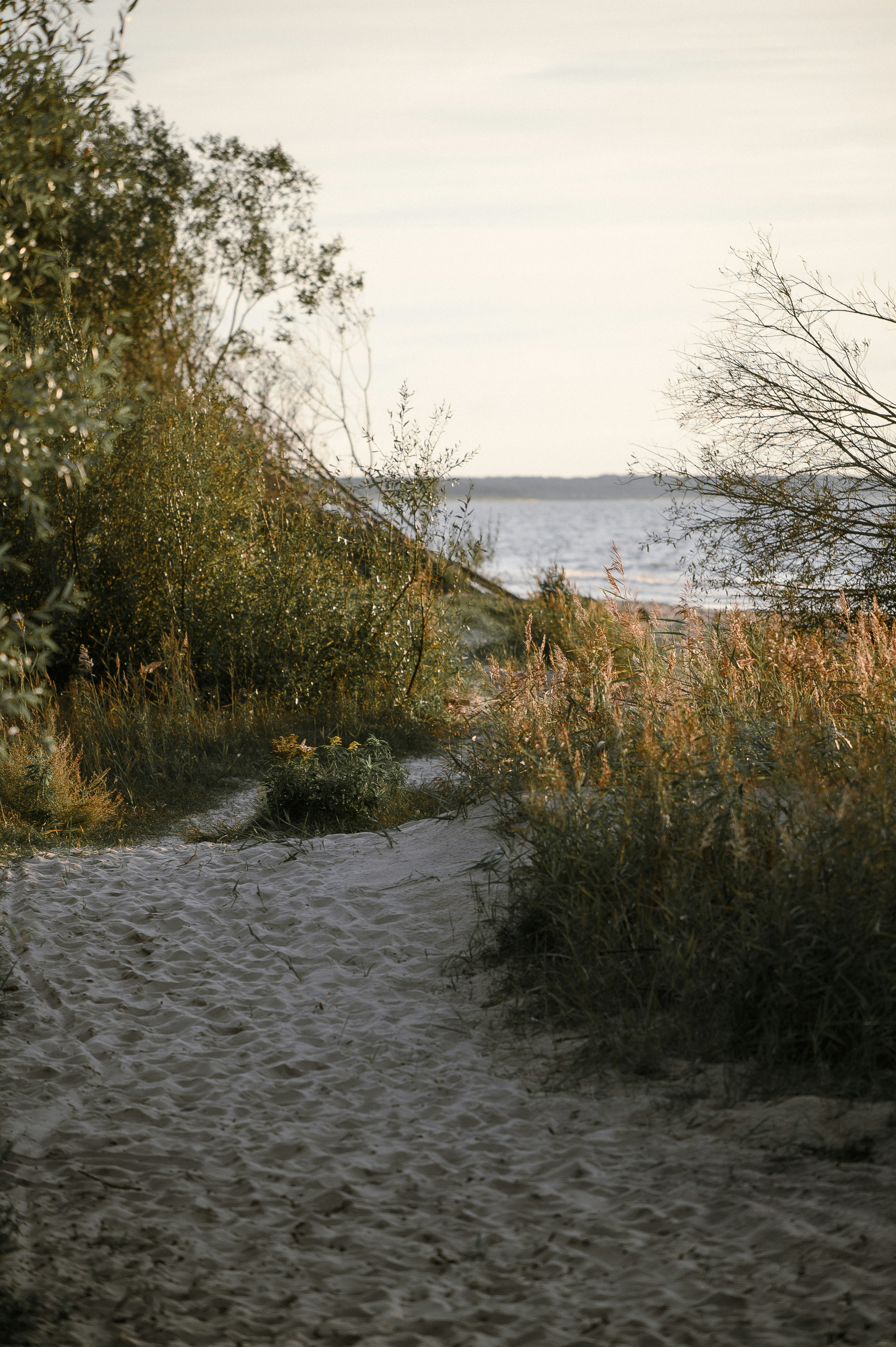 Sandy path through tall grass leading to the ocean.