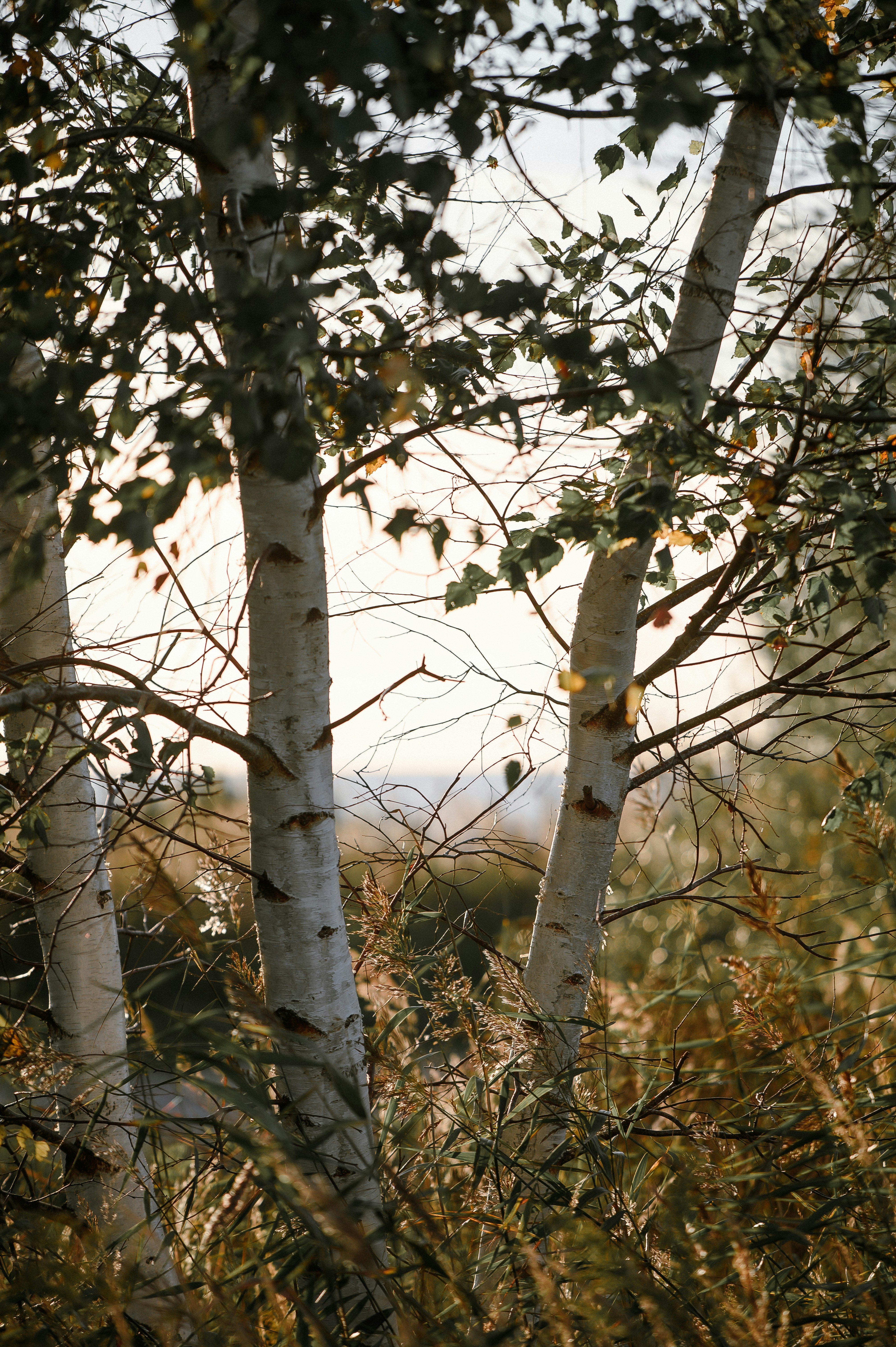 Birch trees with autumn foliage in soft light