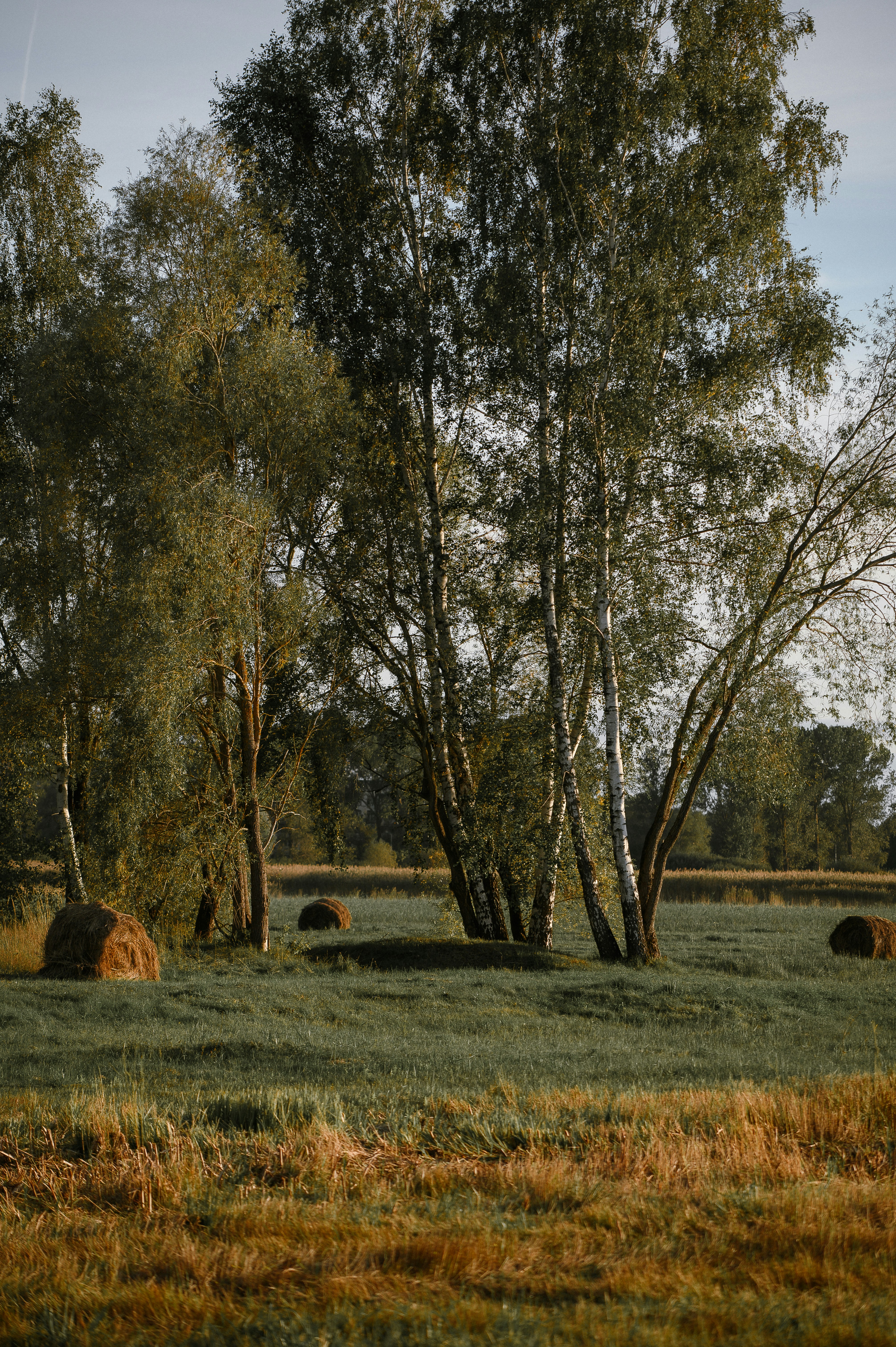 Hay bales in a grassy field with birch trees.