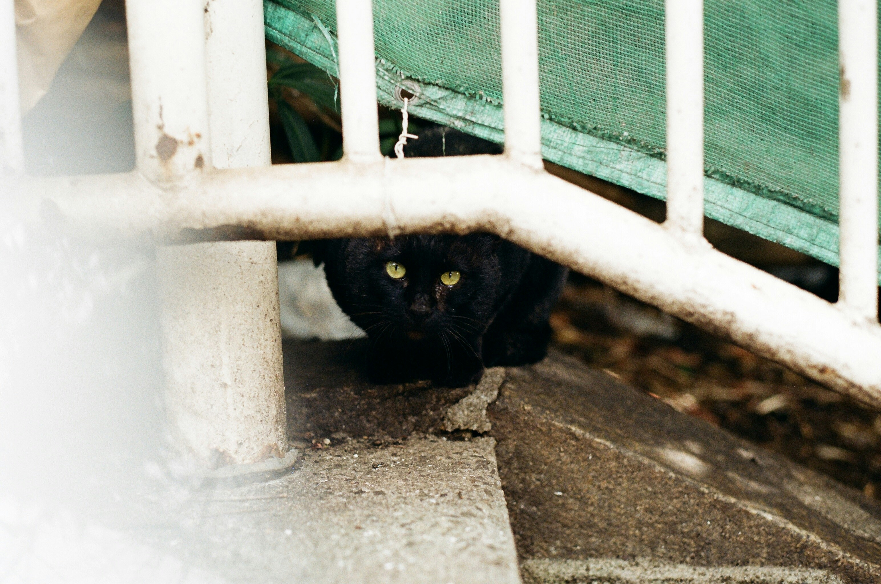 A black cat with bright green eyes peeks out.