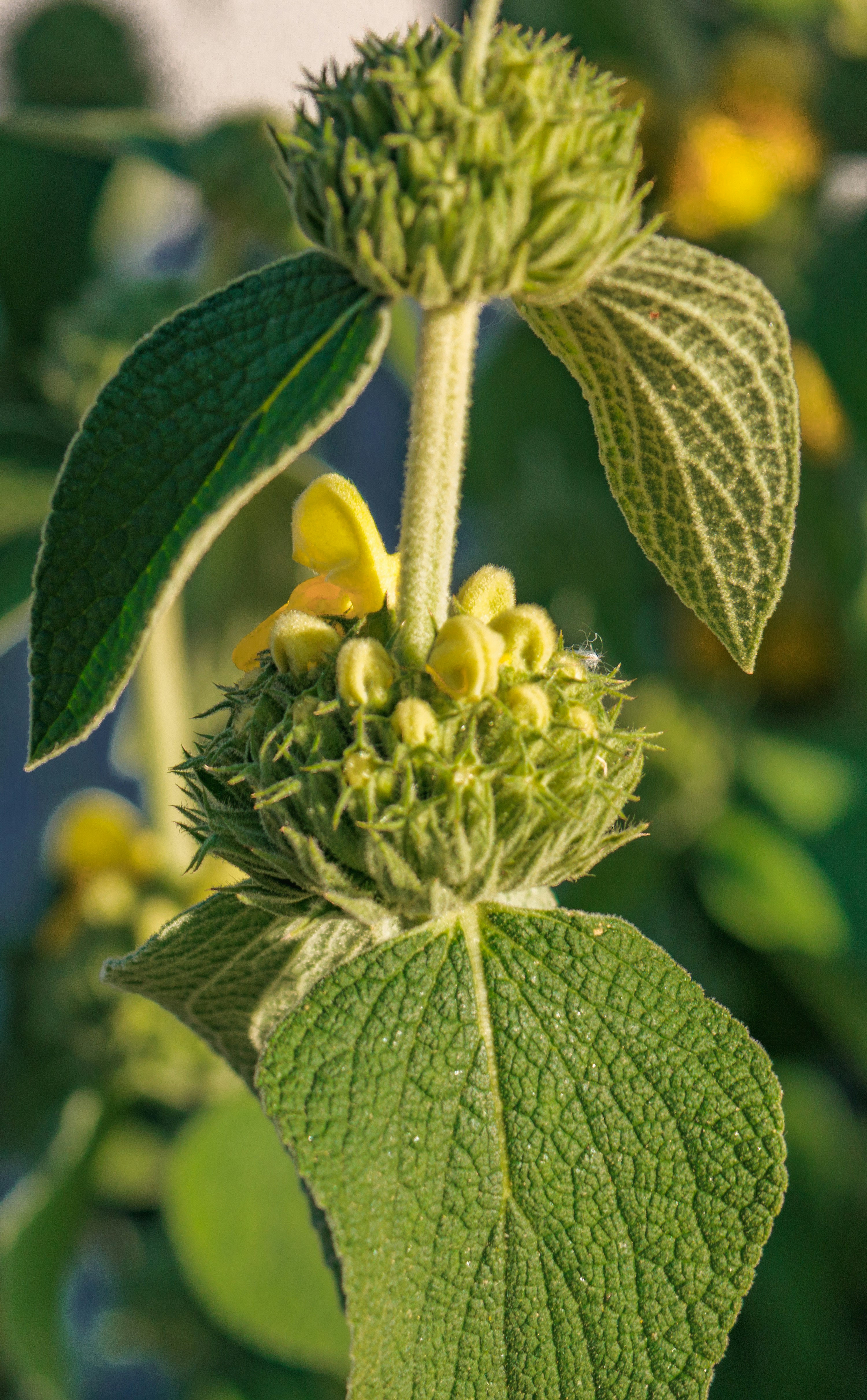 Photo by abdelkader1001