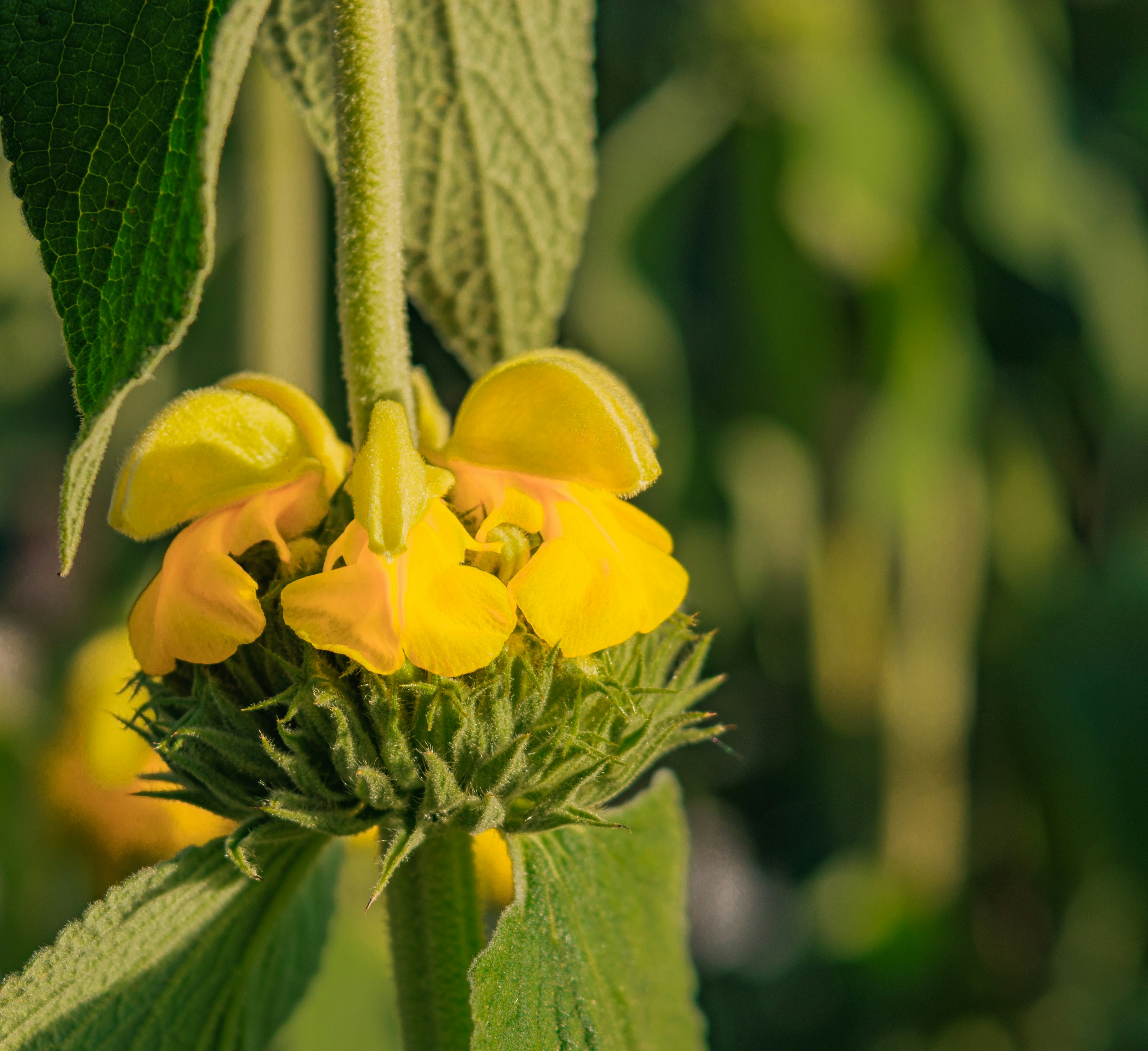 Yellow flowers on a spiky green bud