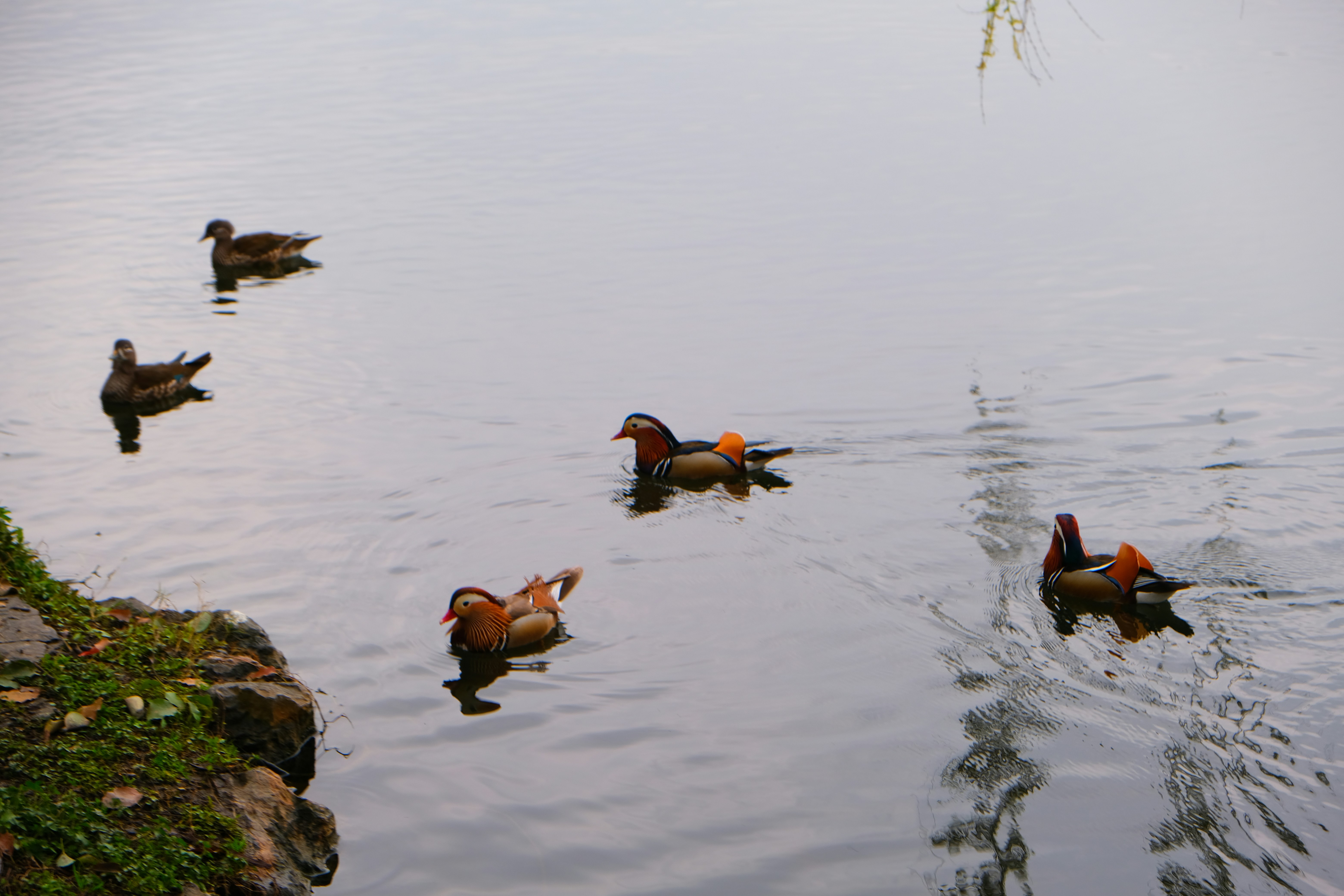 Several mandarin ducks swimming in a calm lake