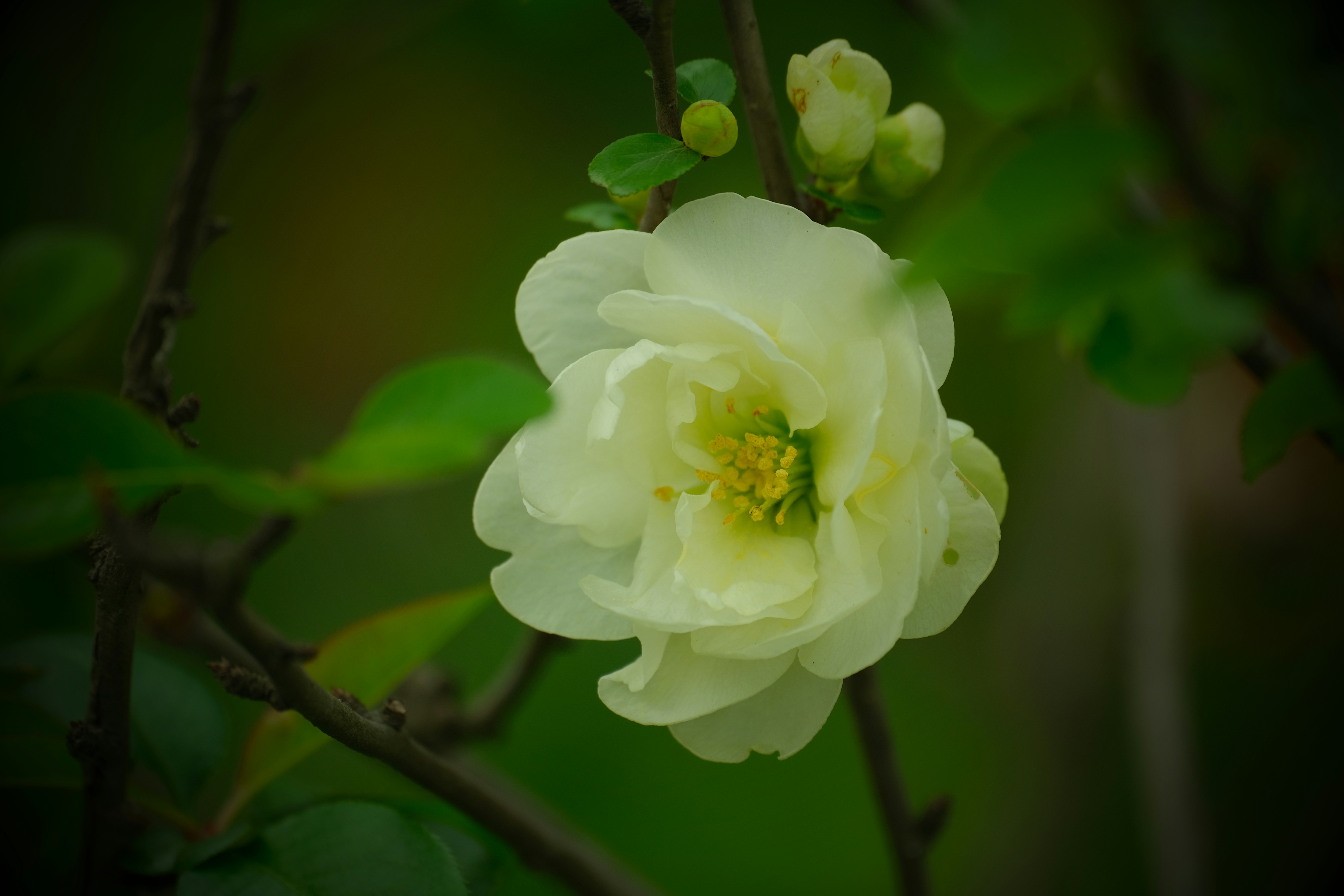 Photo by terrycarnivoroua