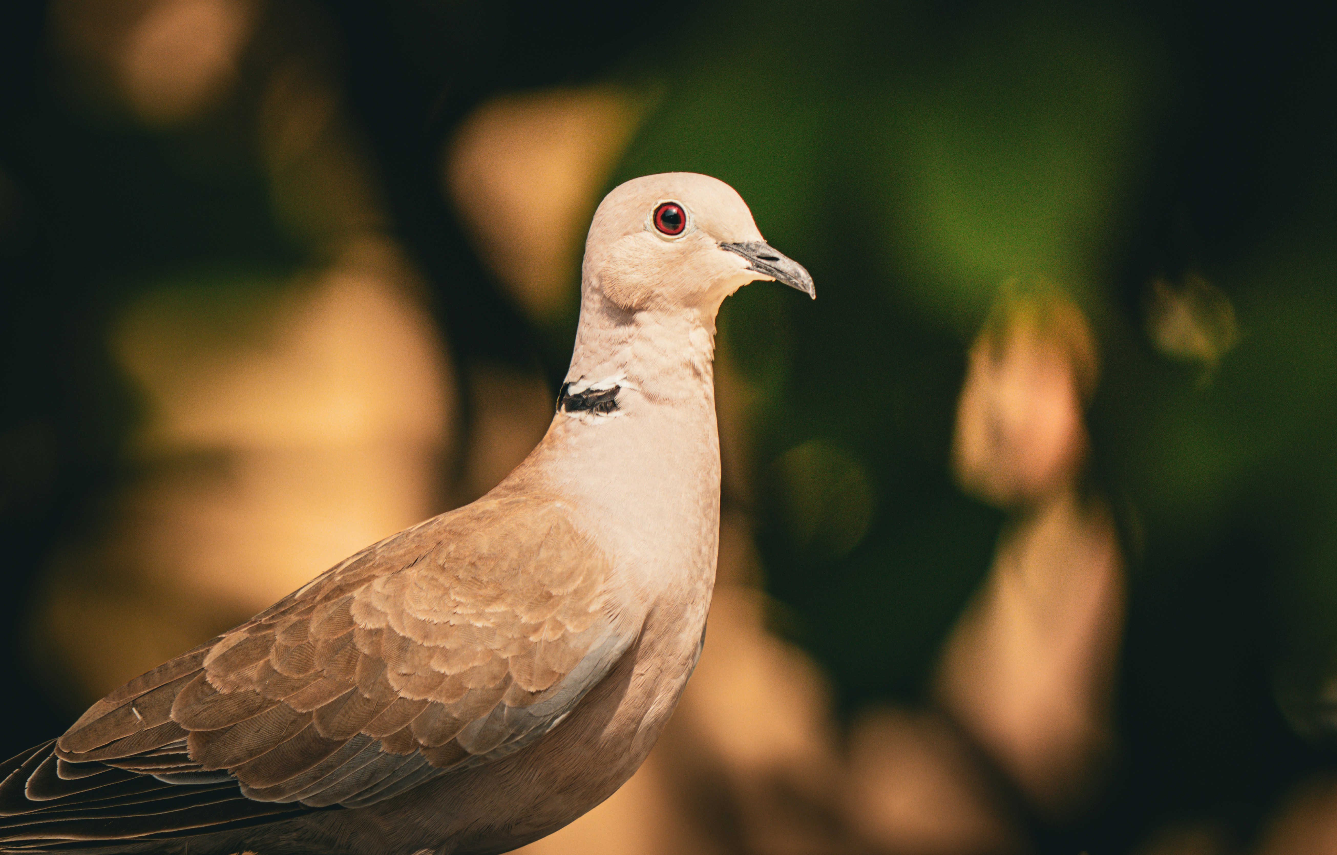 A light brown dove with red eyes sits outdoors.