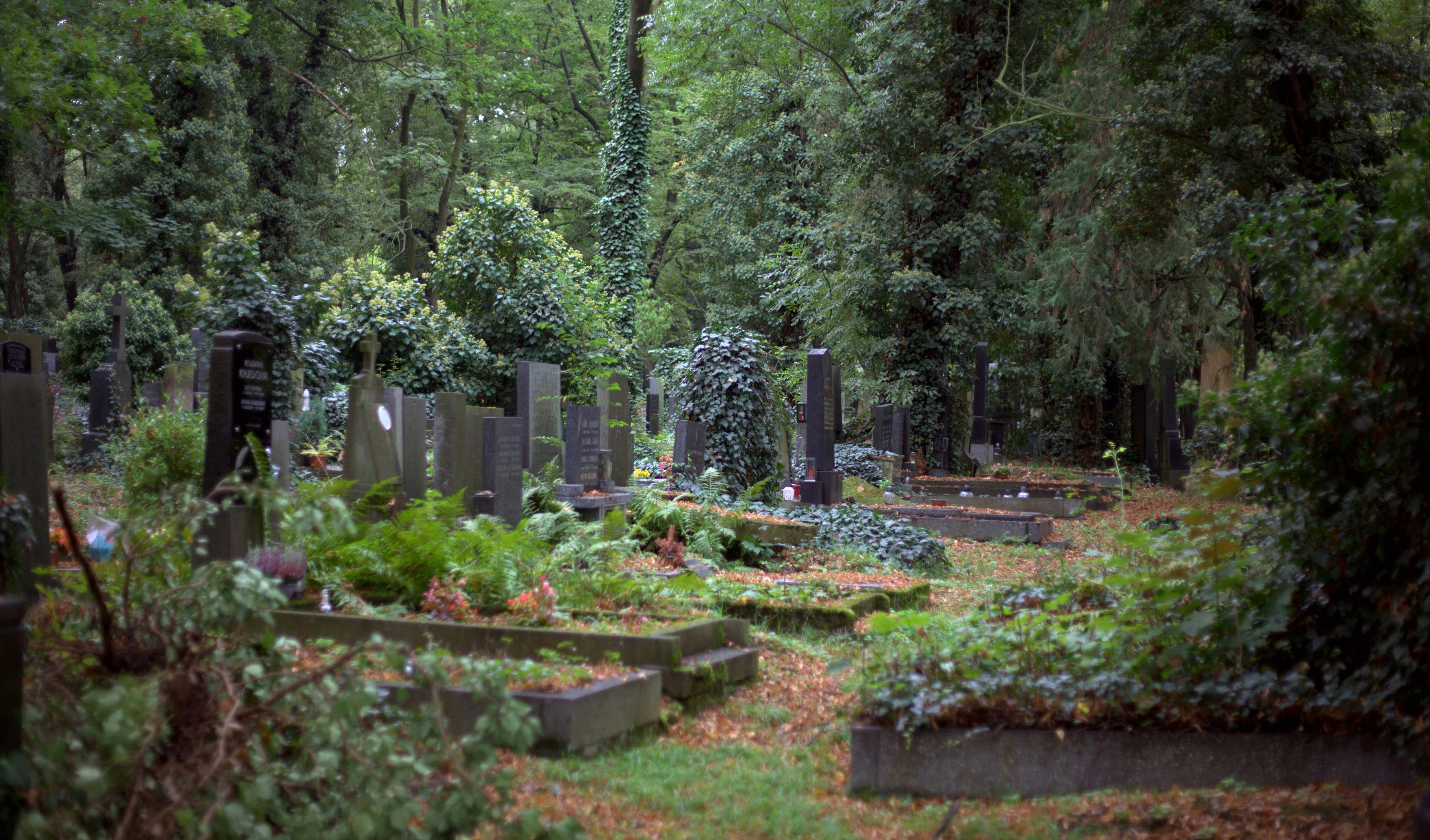 A peaceful view of the cemetery.