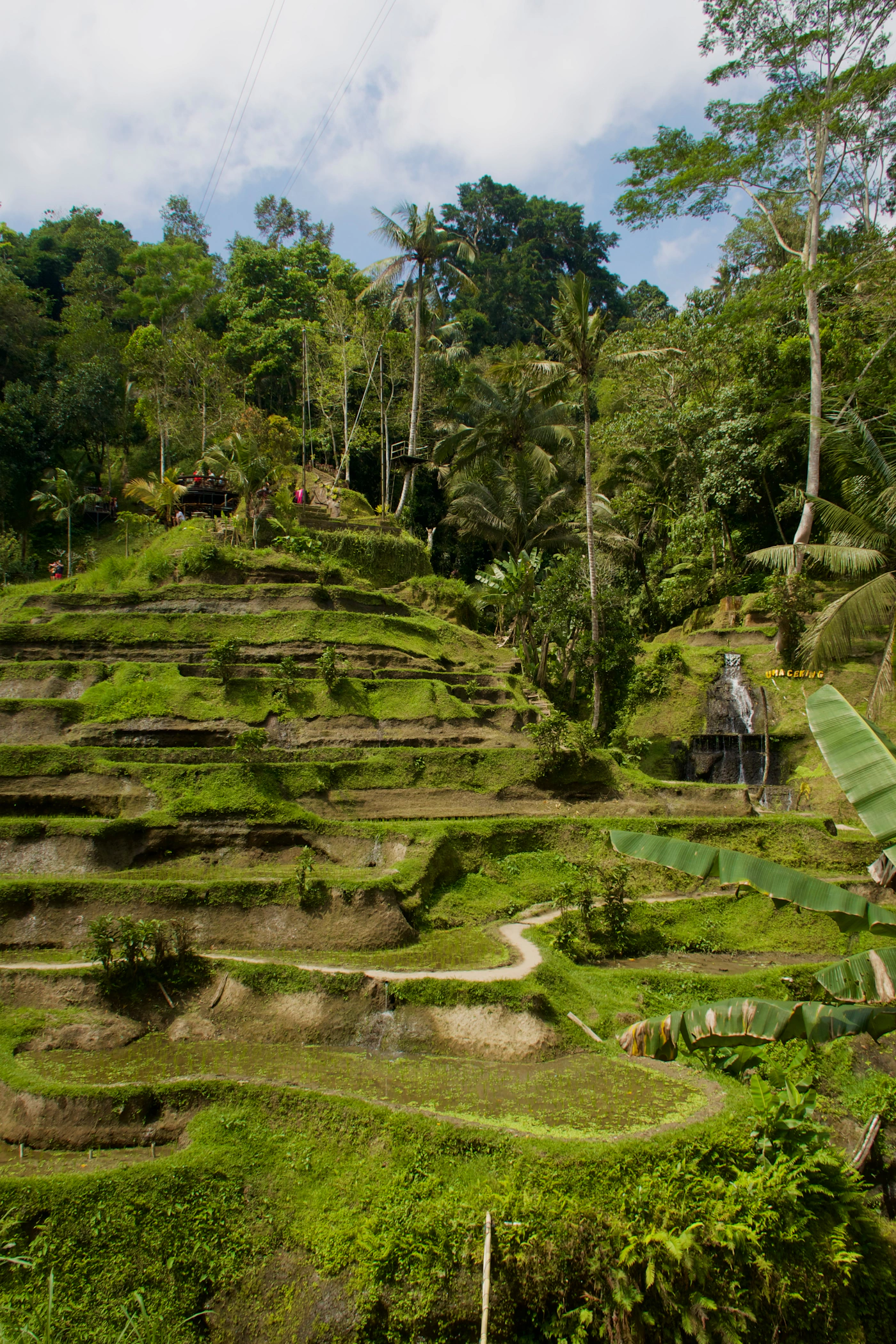 Lush green Bali rice terraces with a tropical waterfall