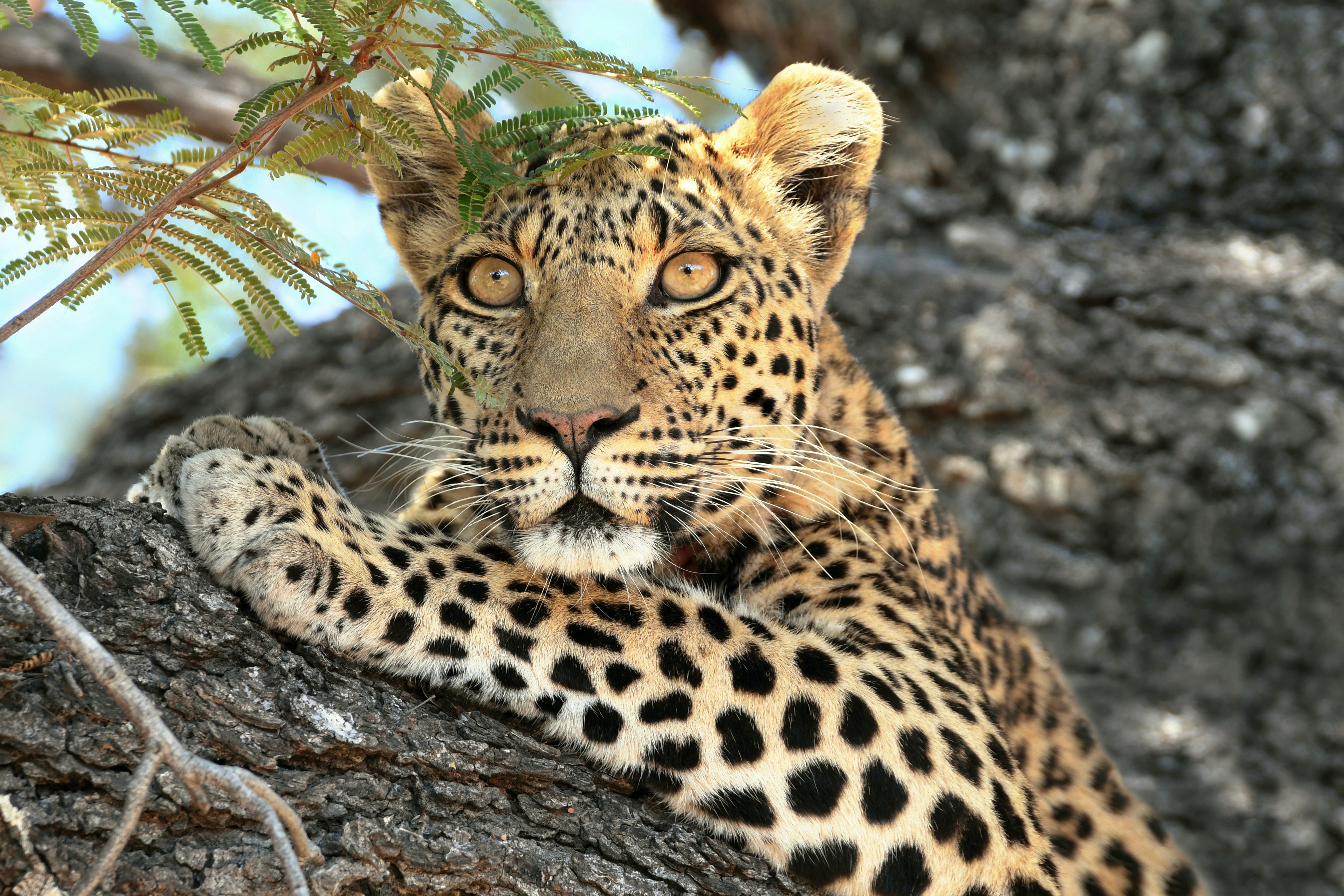 A leopard rests in a tree branch.