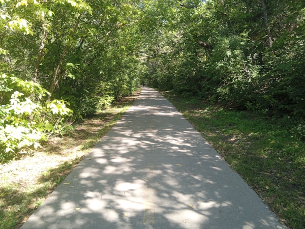 Sun-dappled walking path through the trees