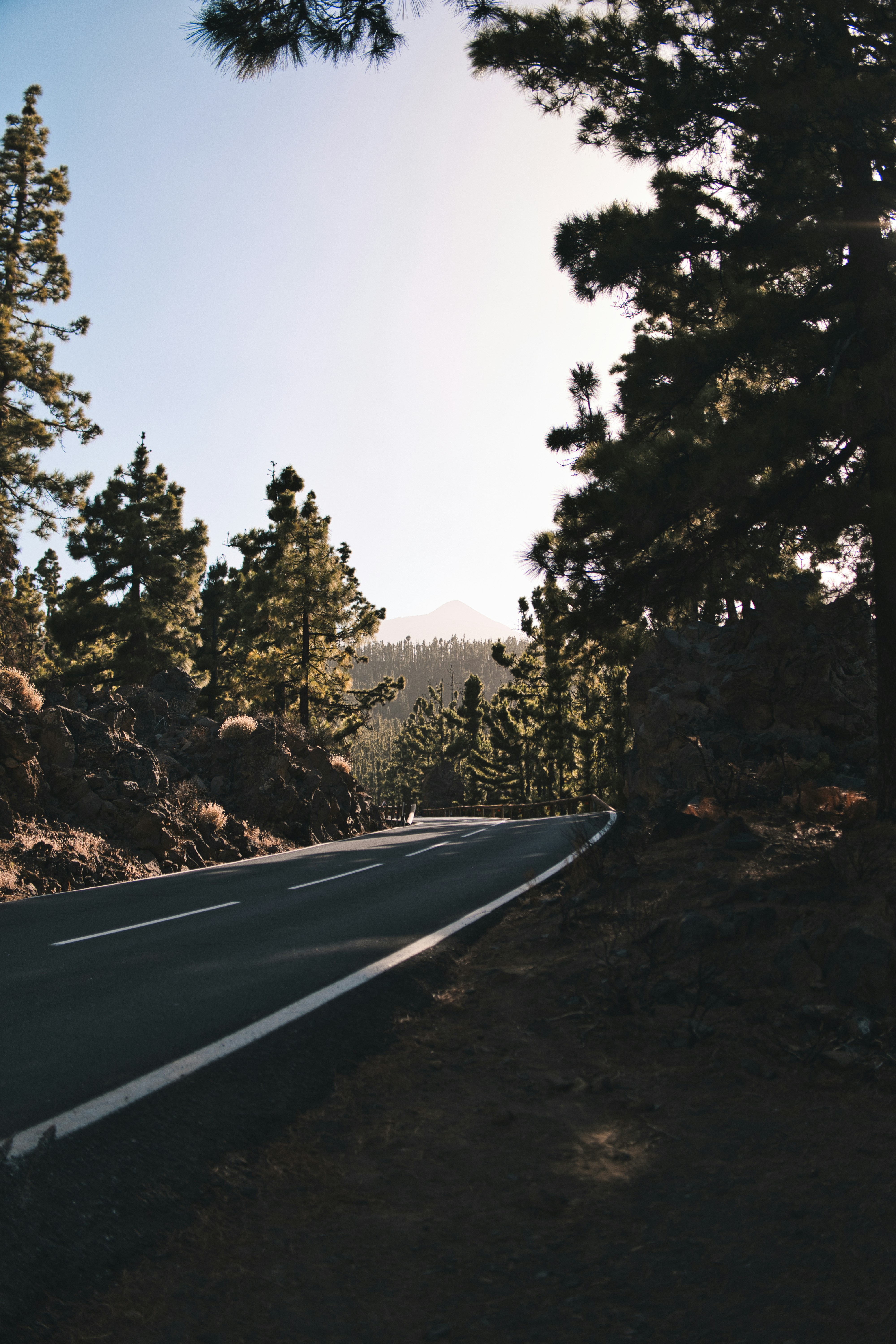 Winding road through a pine forest at sunset