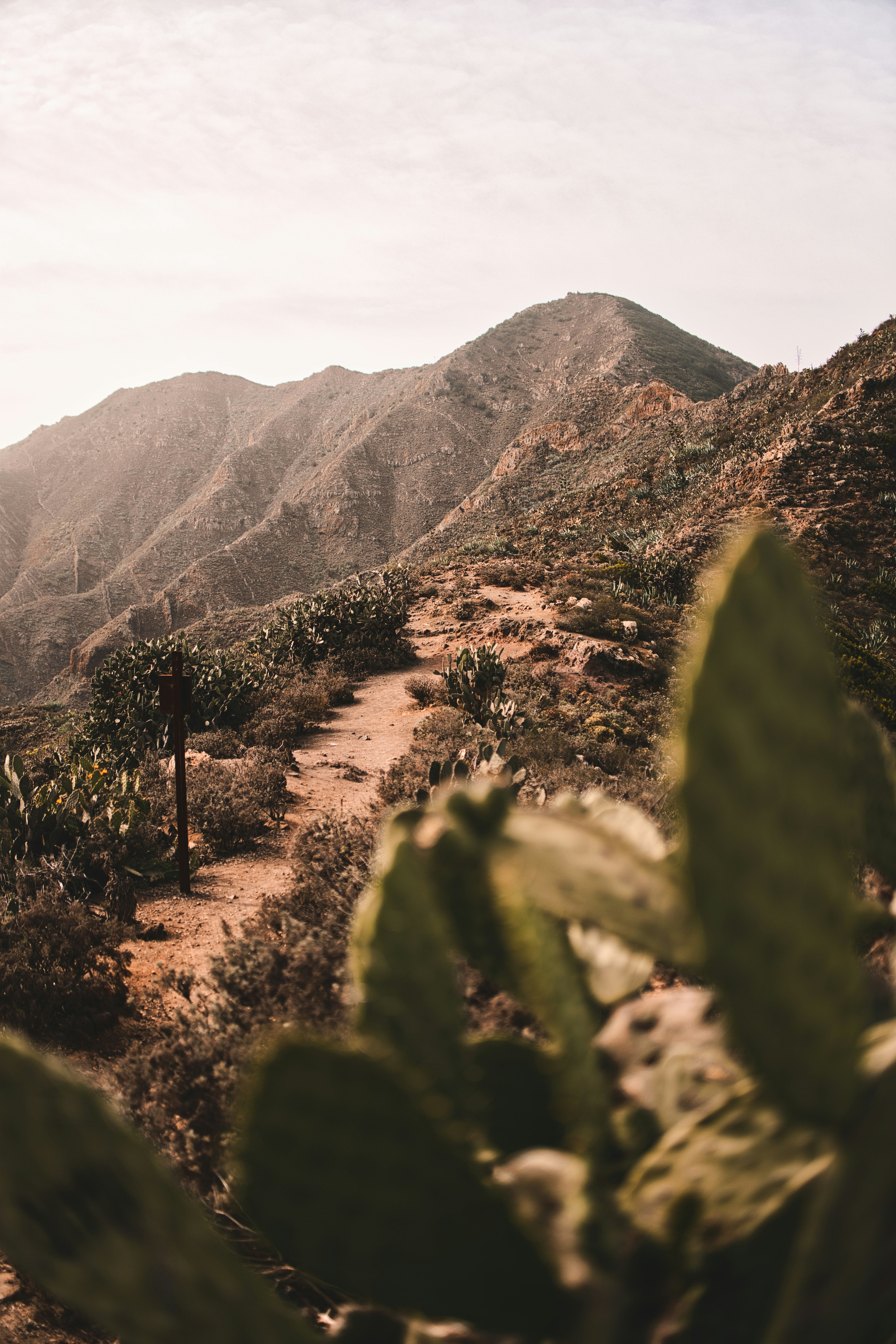 Desert trail winds through mountains with cacti.