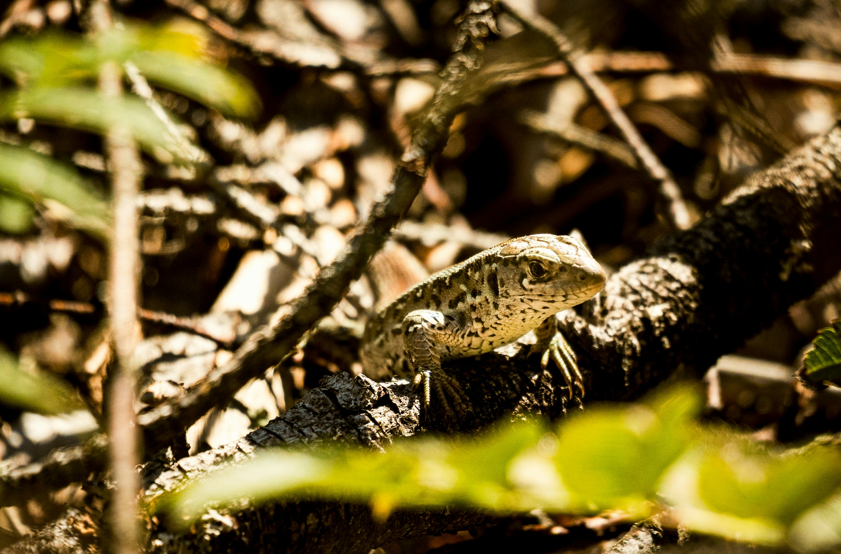 Photo by danielsphotograpic