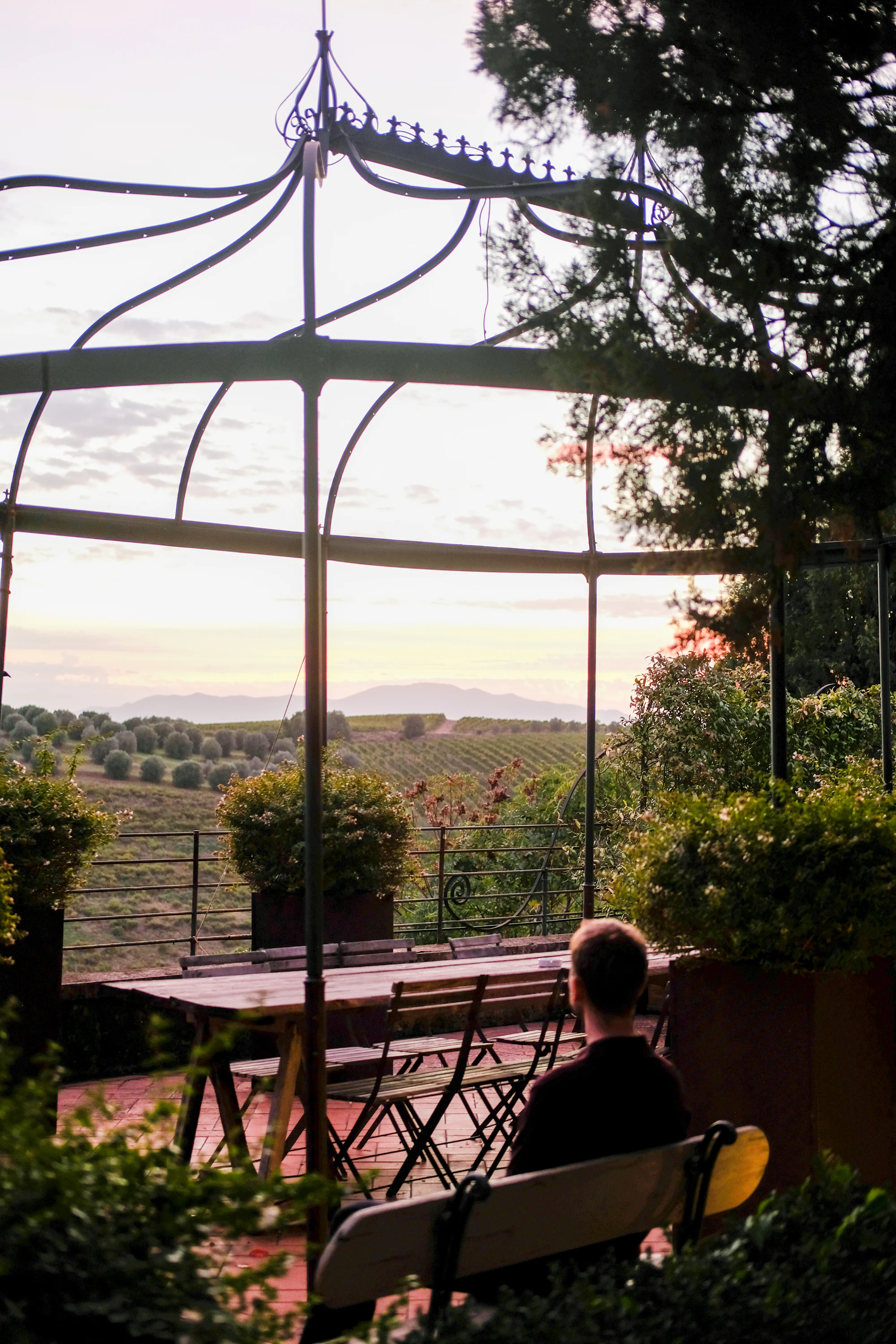 Person on a bench overlooking a vineyard at sunset
