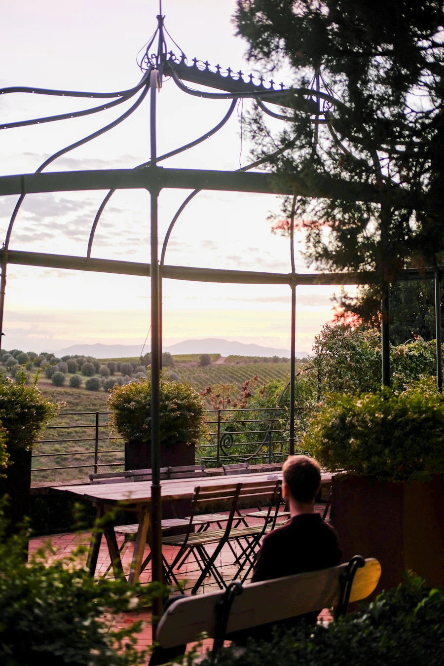 Person on a bench overlooking a vineyard at sunset