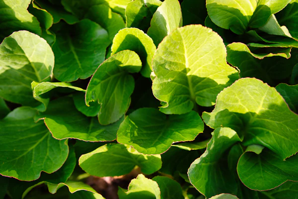 Romaine lettuce
