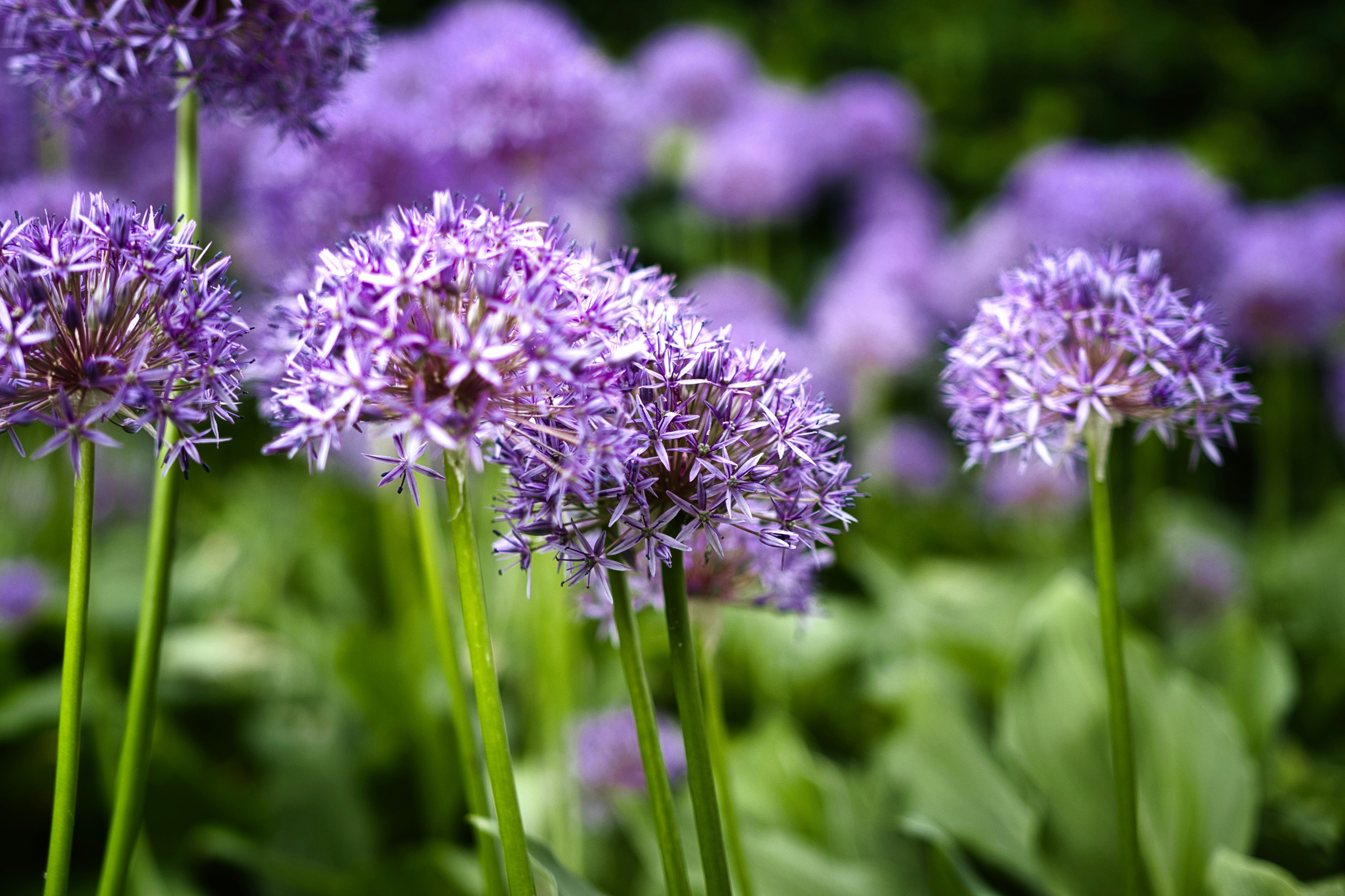 Photo by paws_and_prints