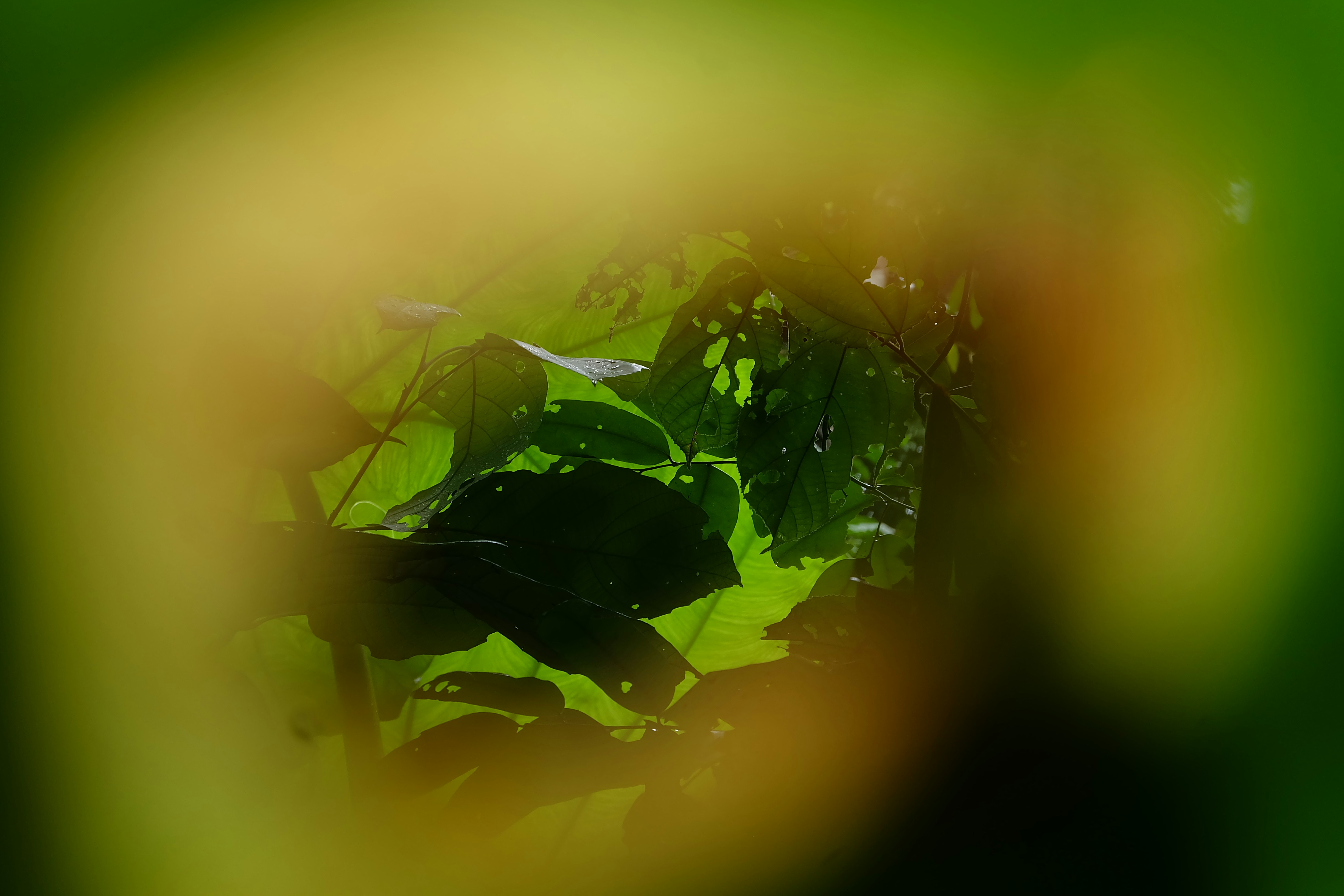 Green leaves seen through a blurred yellow and green frame