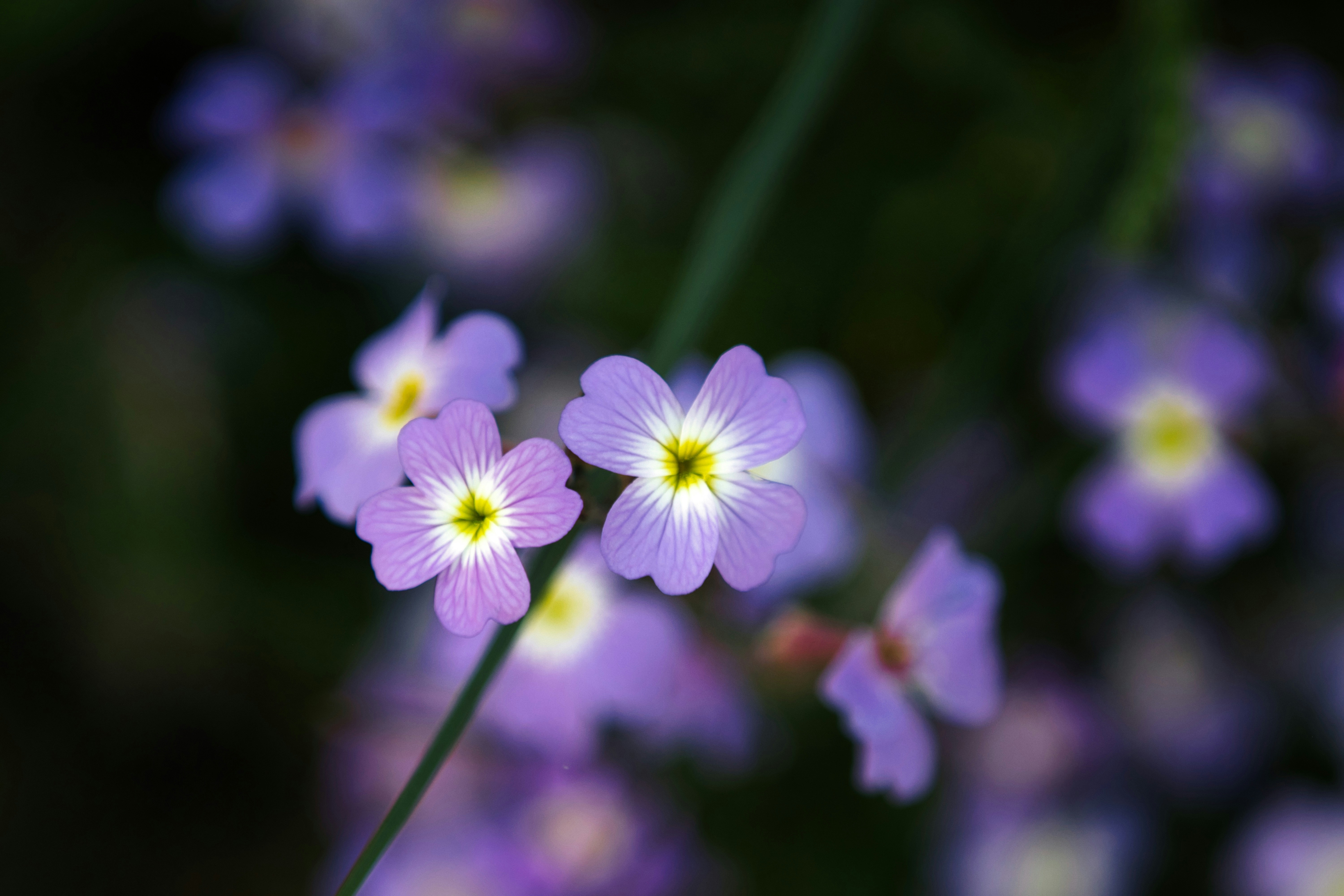 Photo by paws_and_prints