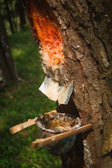 Pine resin dripping from a tree into a collection bowl.