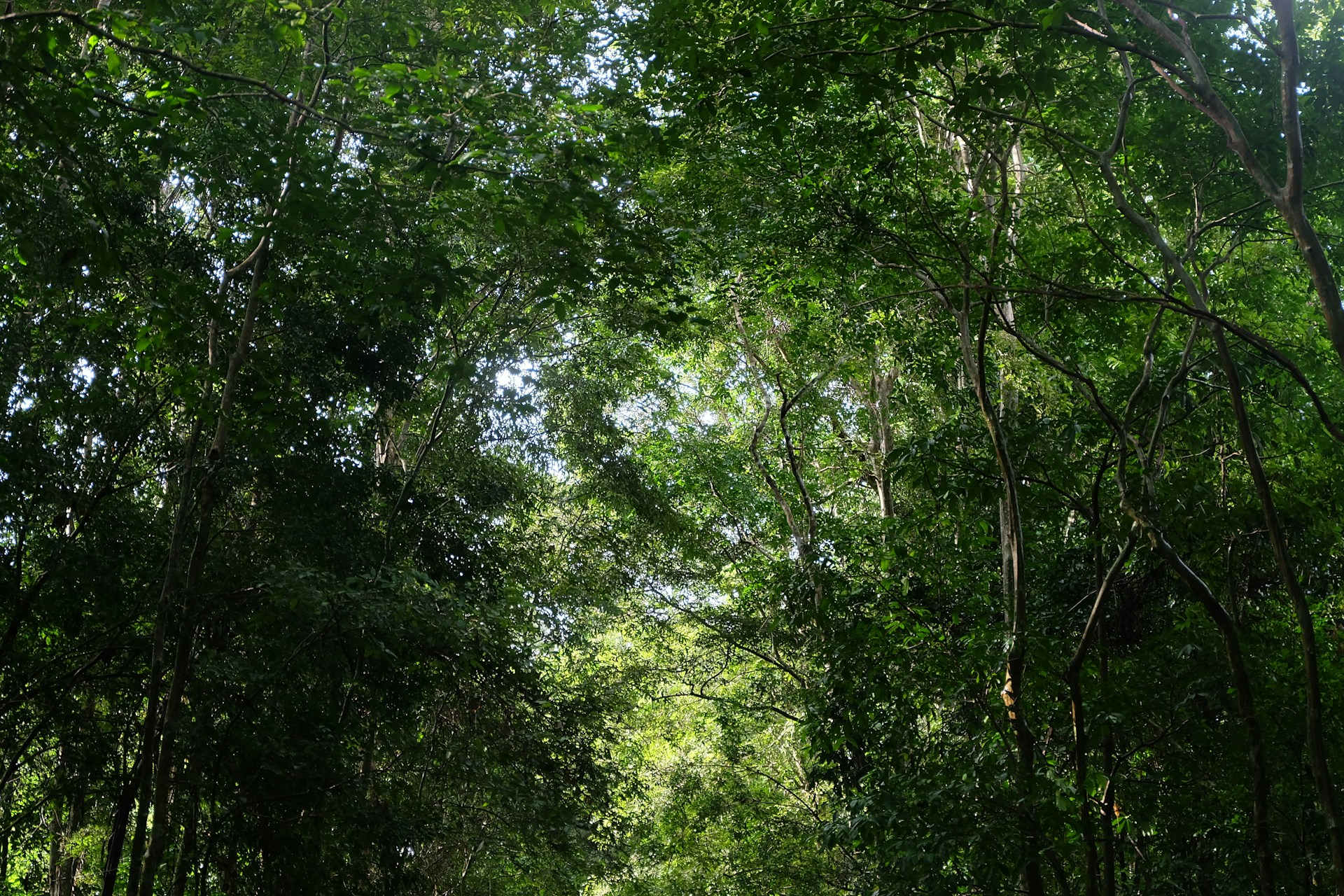 Lush green trees and foliage in a forest.