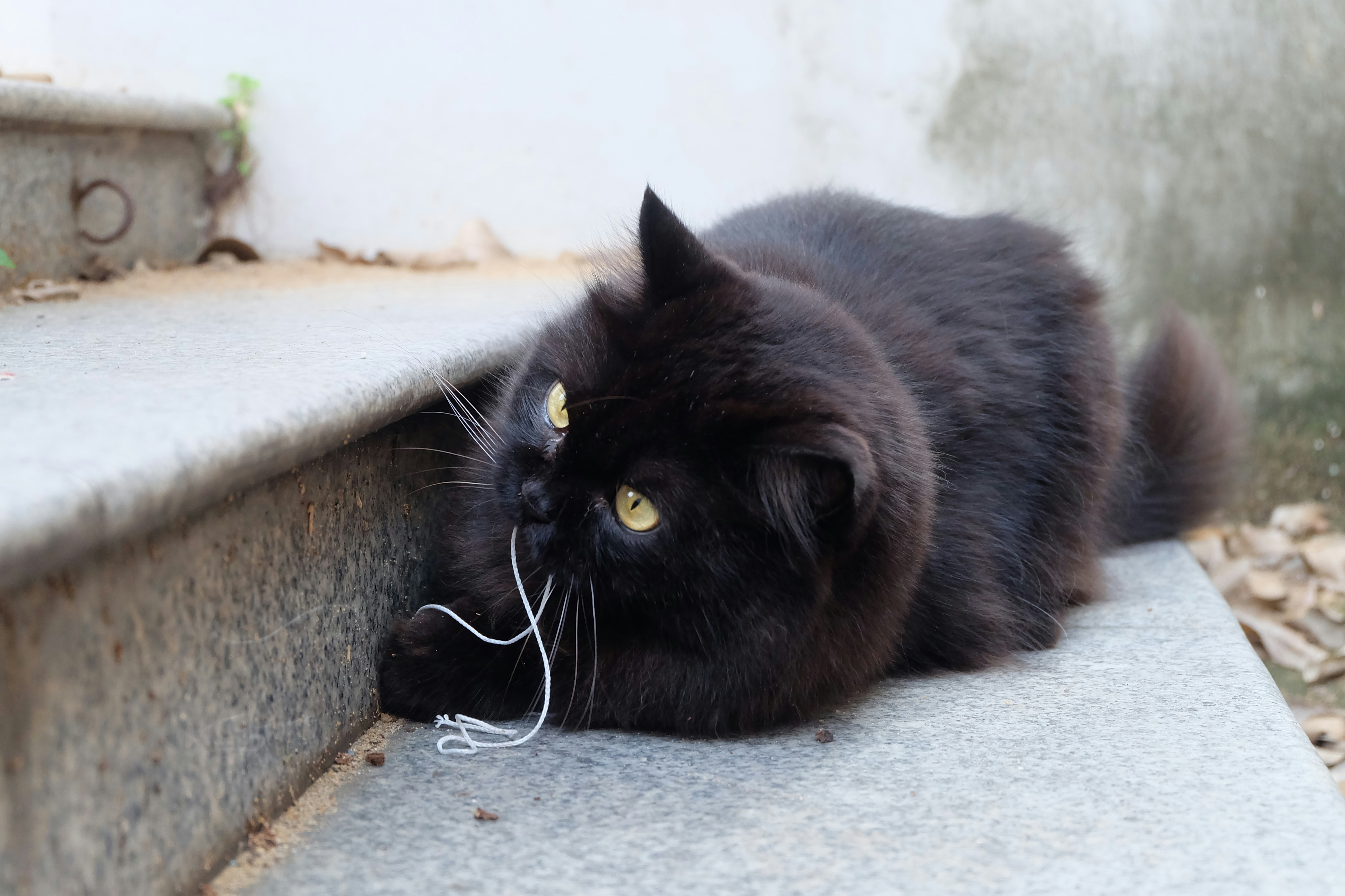 Black cat plays with white string on steps