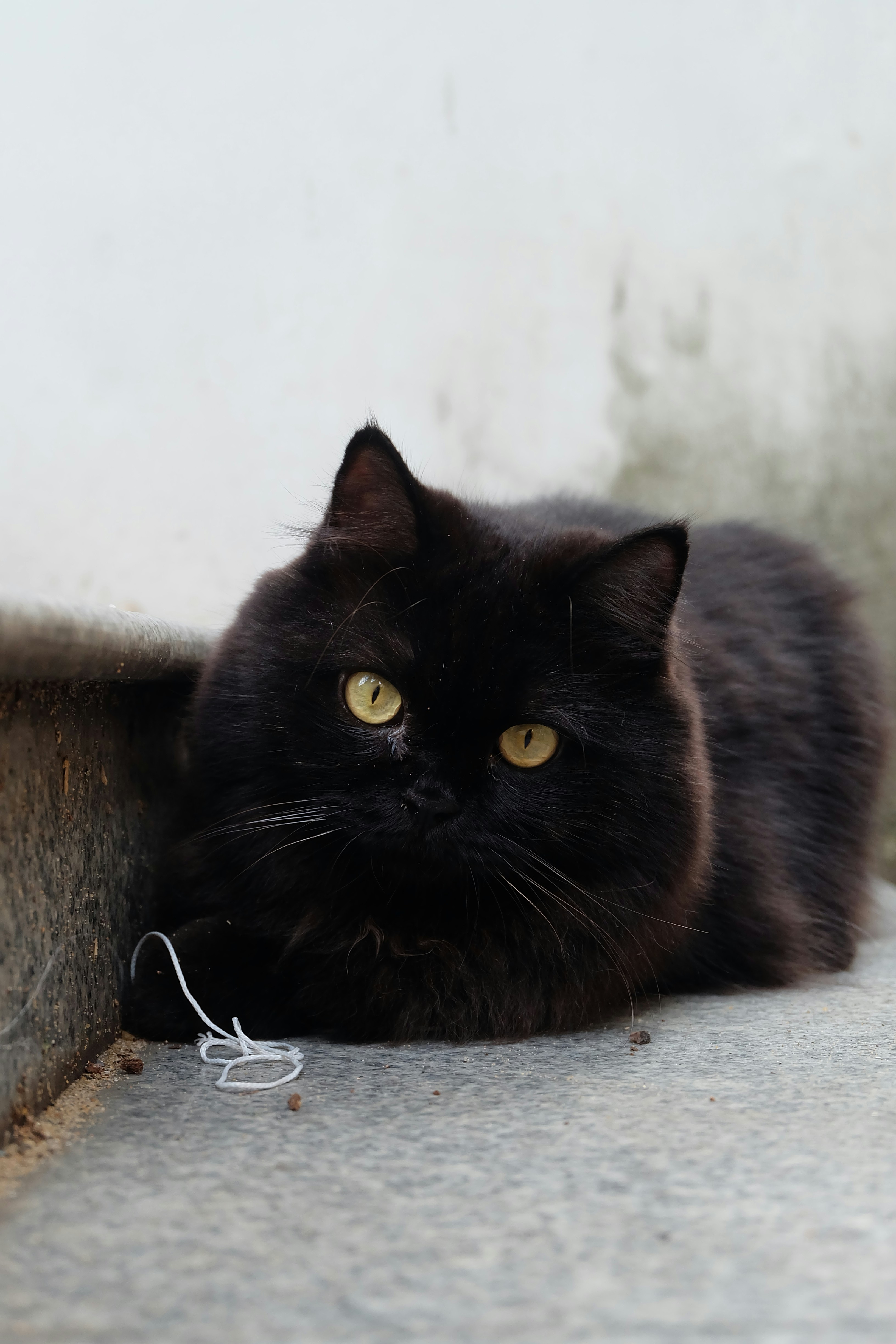 A fluffy black cat with yellow eyes rests.
