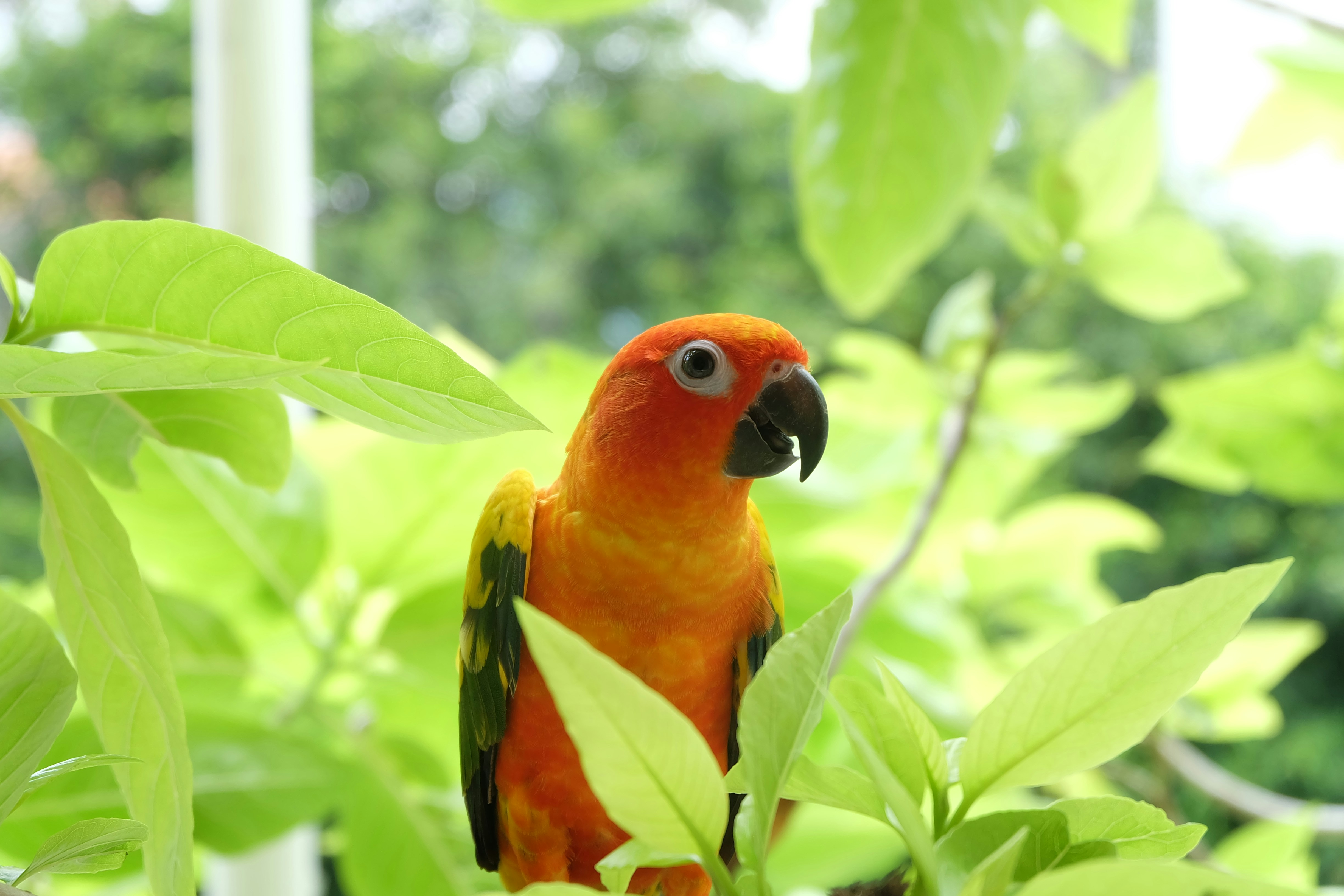 A colorful parrot sits among green leaves.