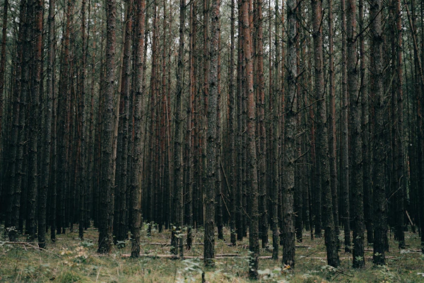 Brazilian pine forest