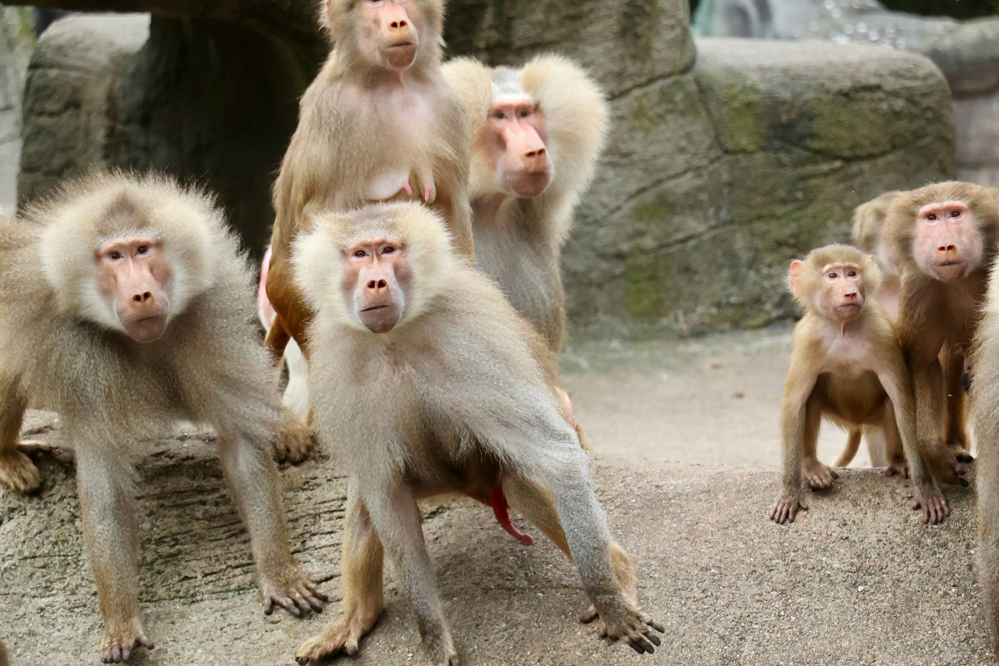 A group of baboons gathered together on rocky ground.