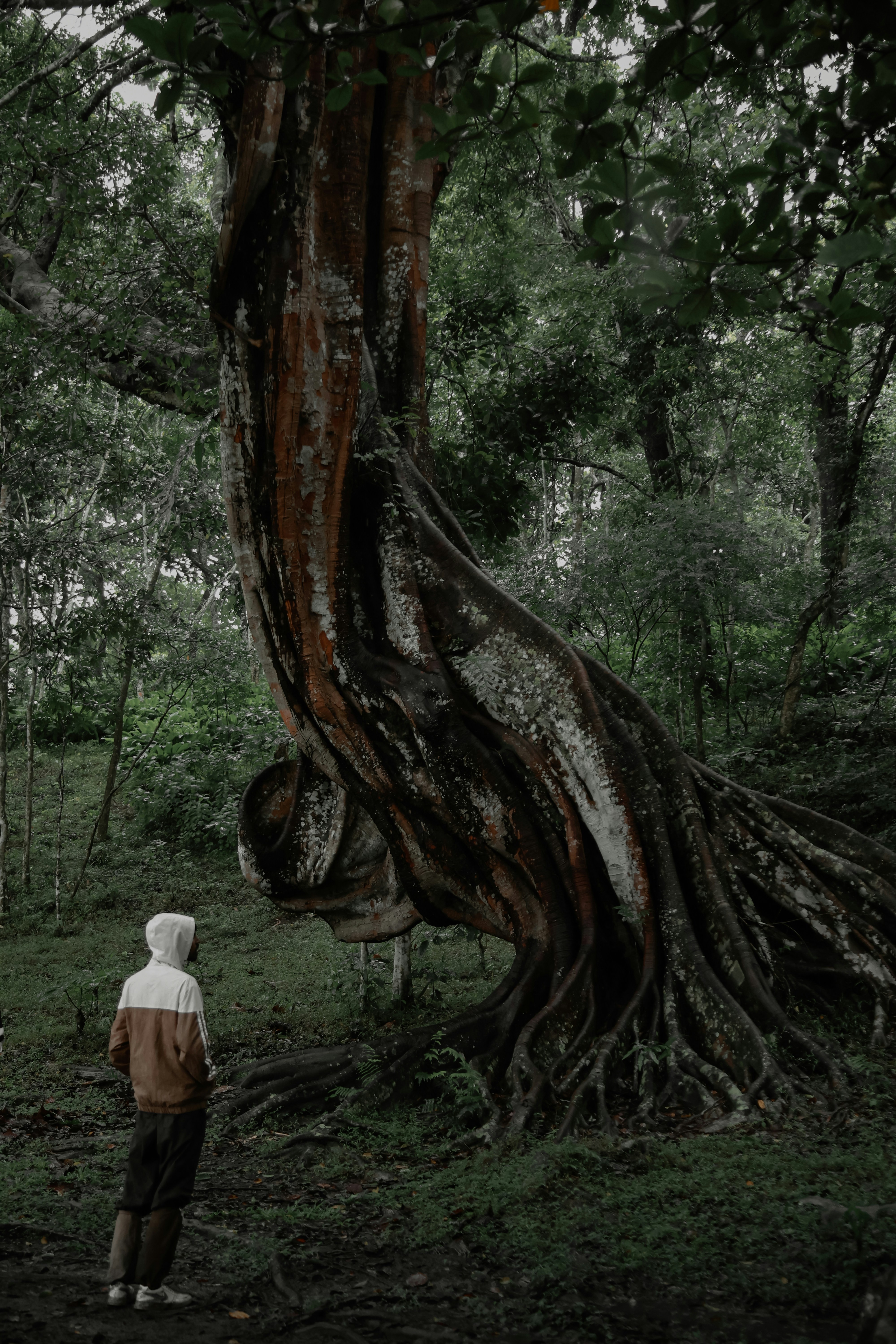 Person stands before a massive, ancient tree in forest.