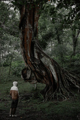 Person stands before a massive, ancient tree in forest
