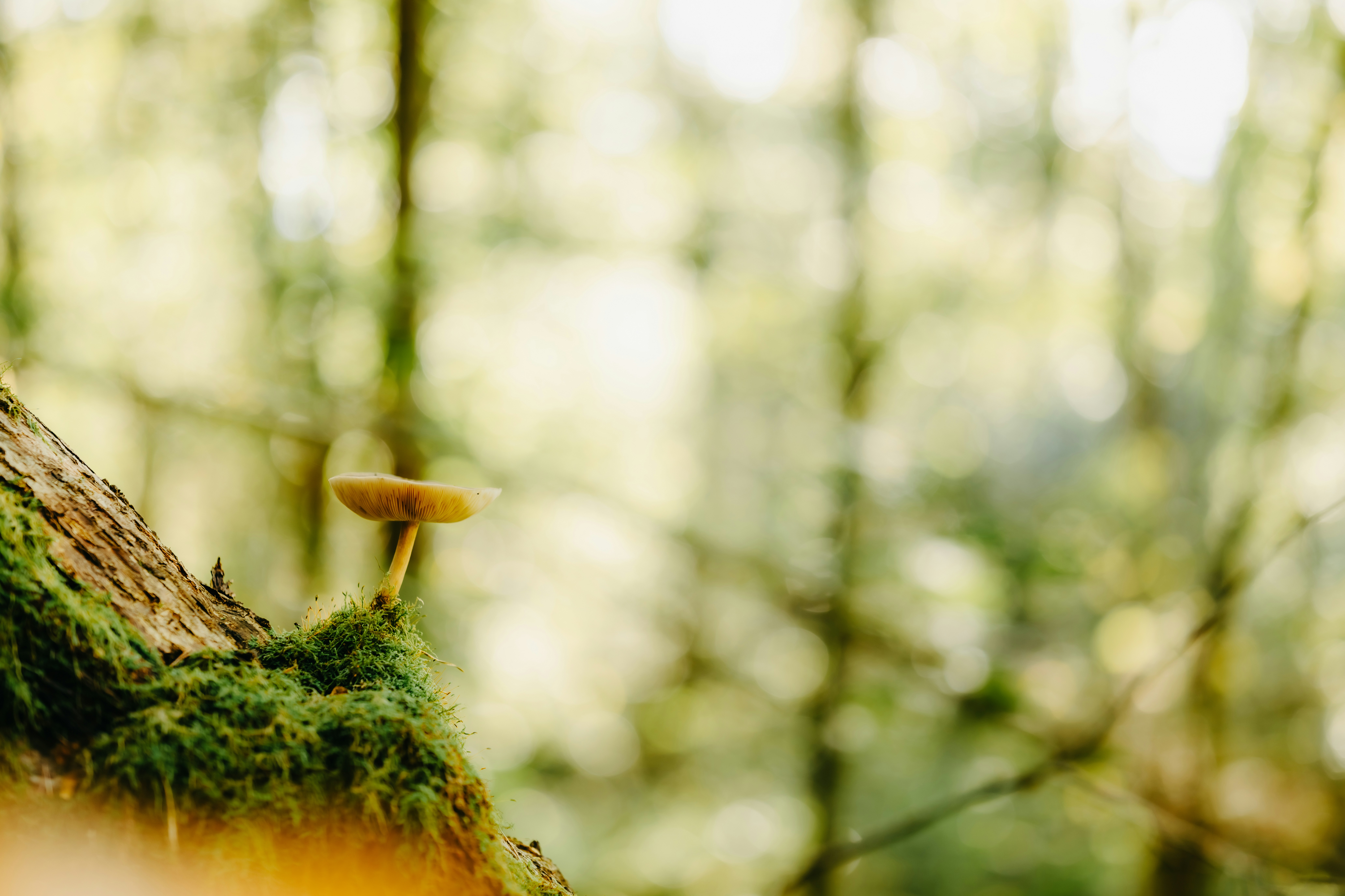 Photo by kristapsungurs