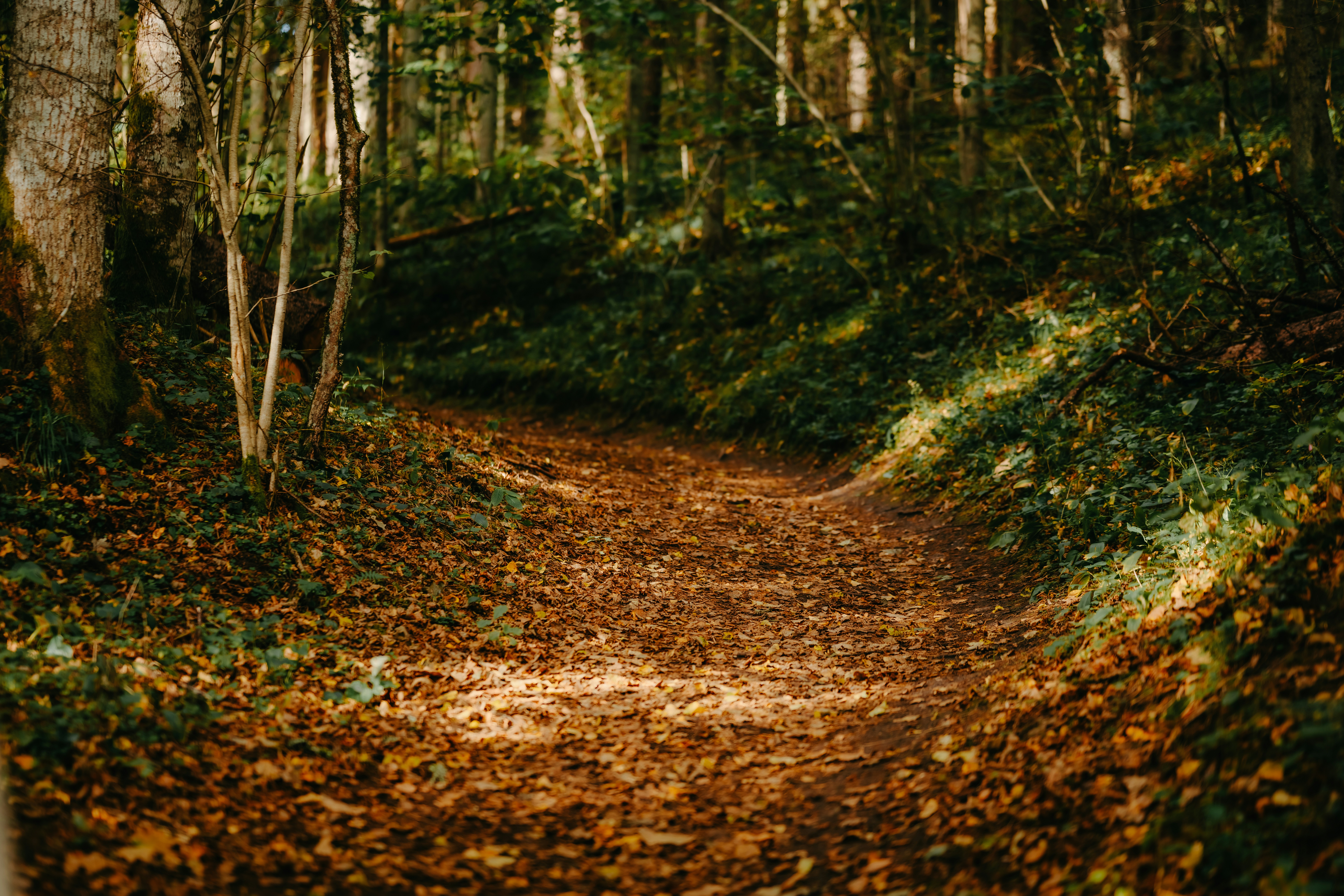 Photo by kristapsungurs