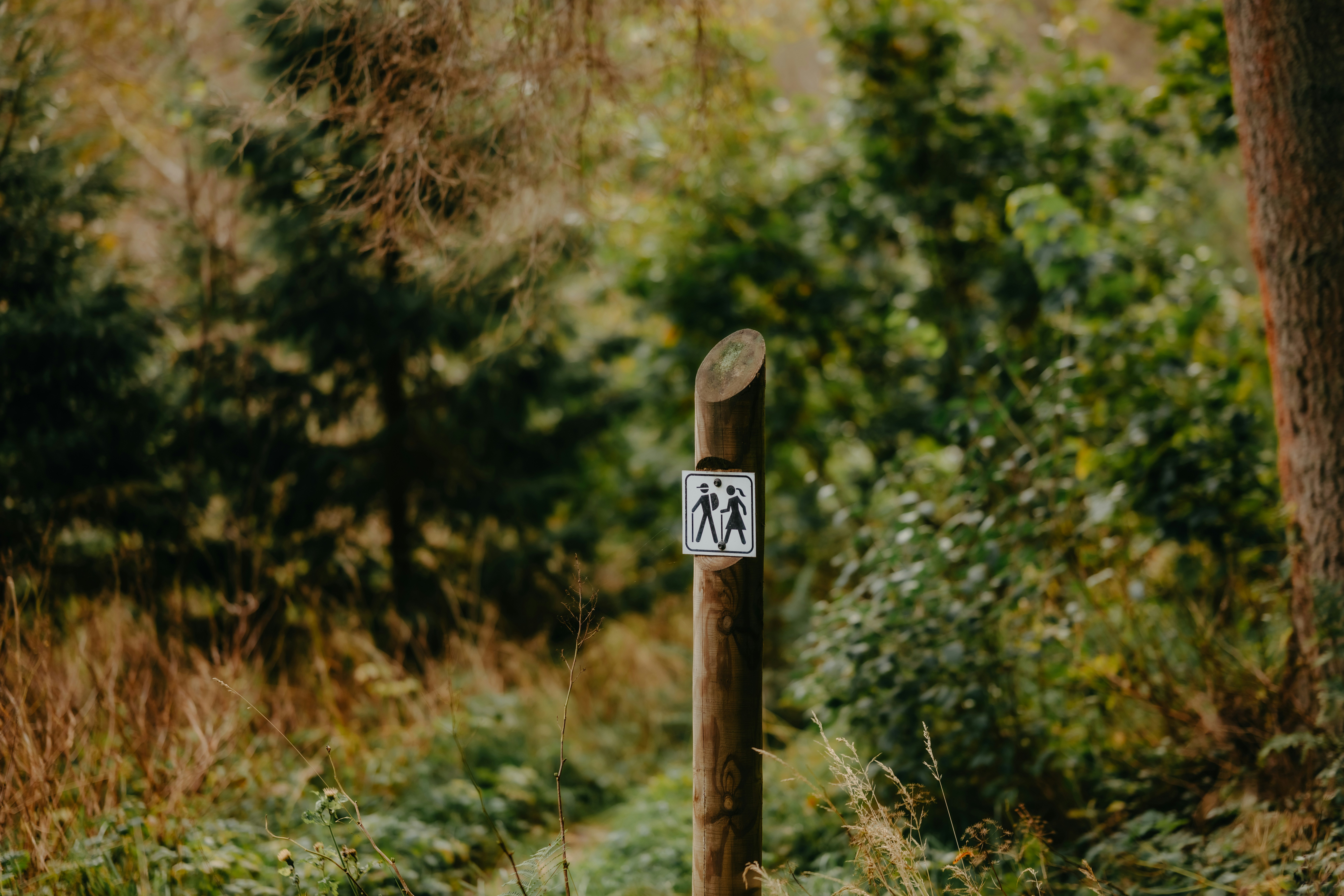 Wooden post with trail marker in forest