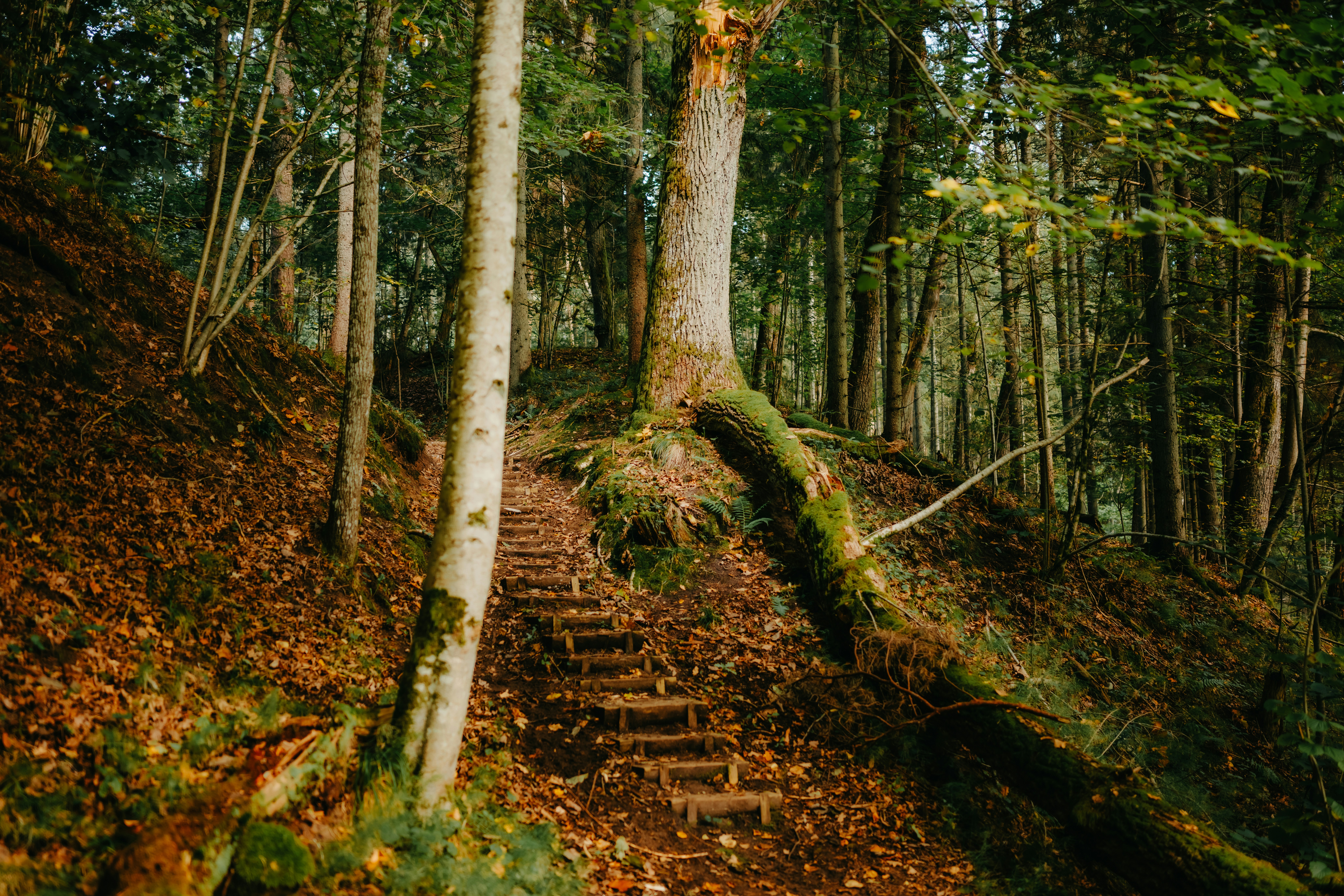 Photo by kristapsungurs