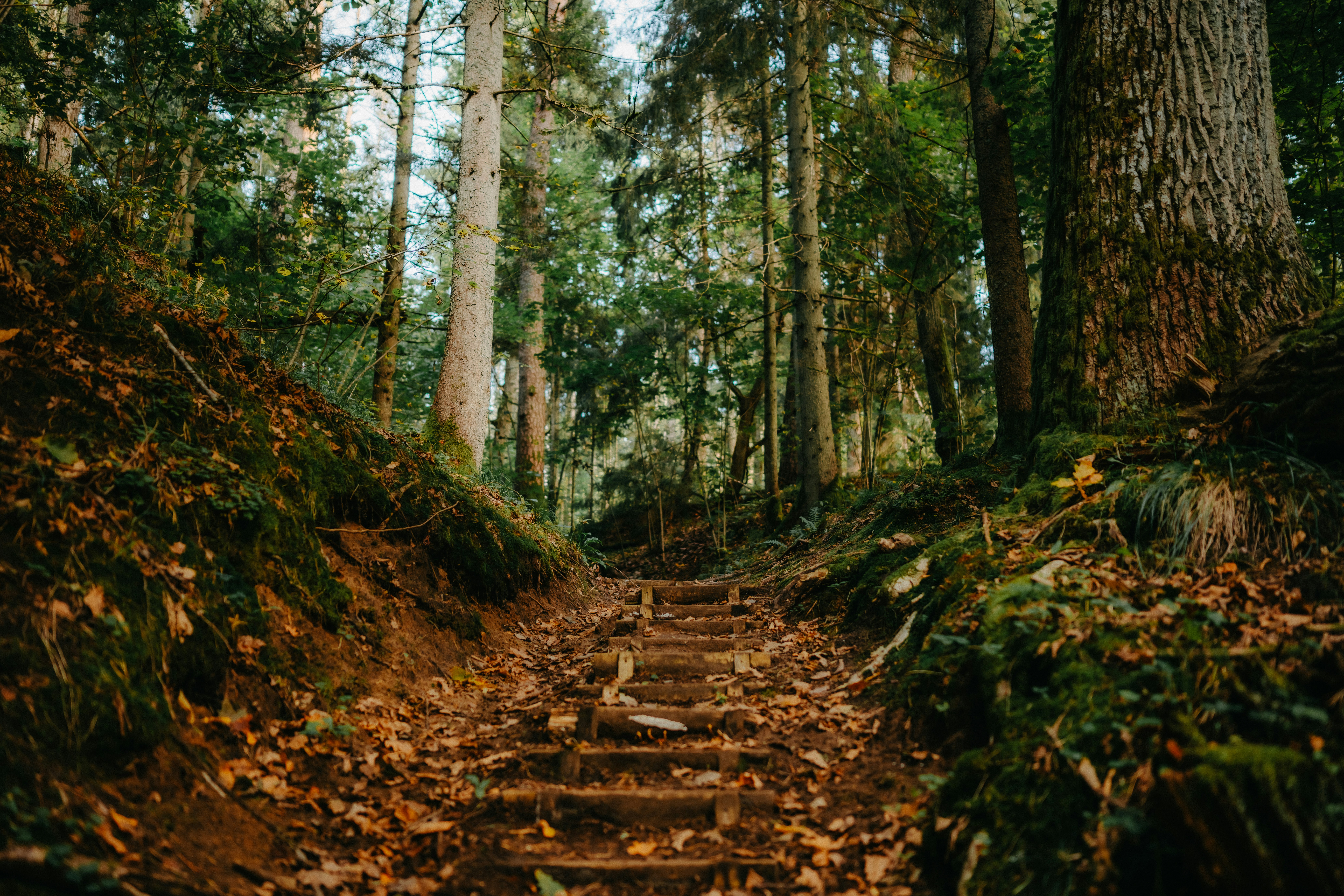 Wooden steps ascend through a sunlit, autumn forest path.