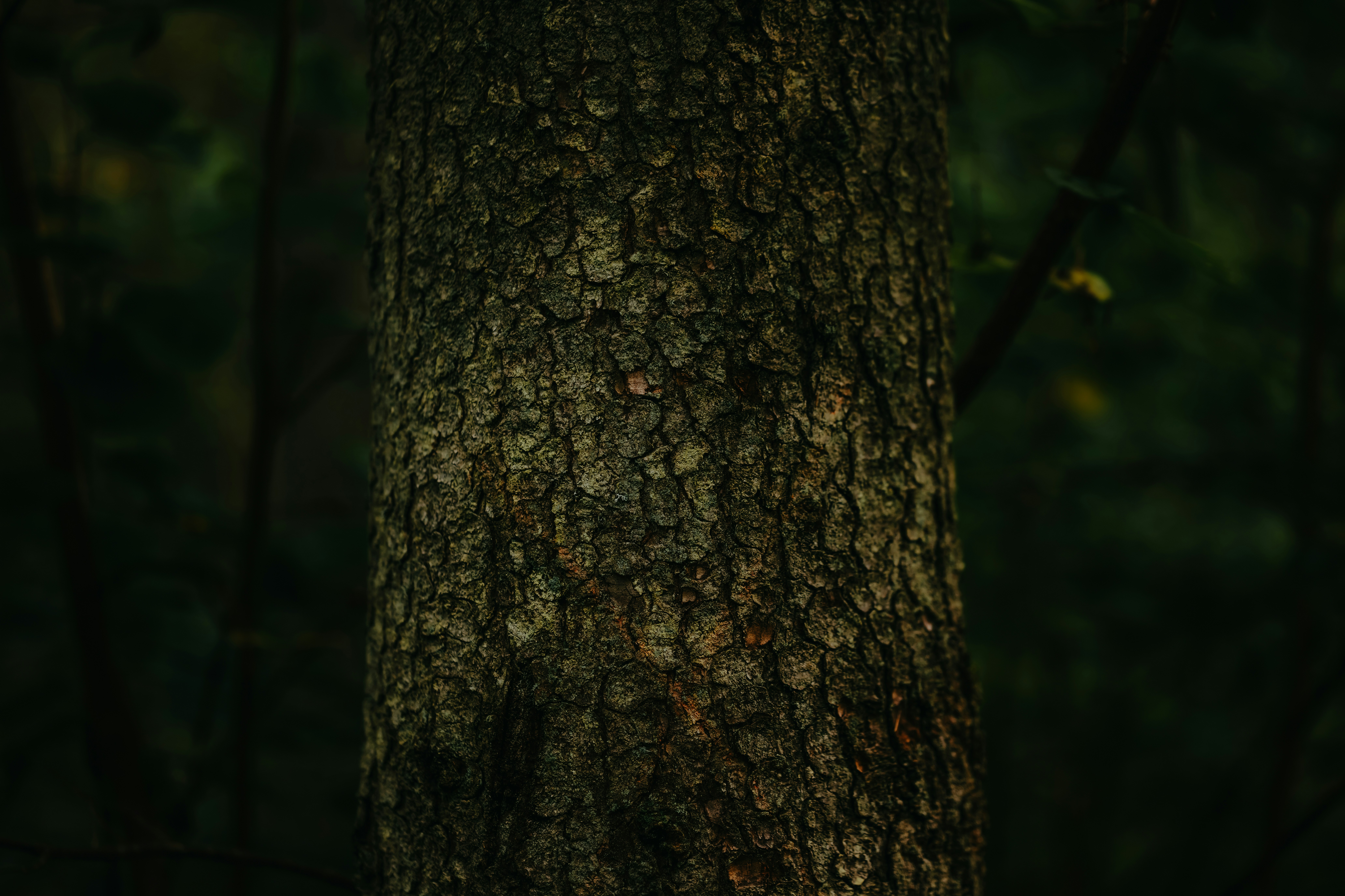 Photo by kristapsungurs