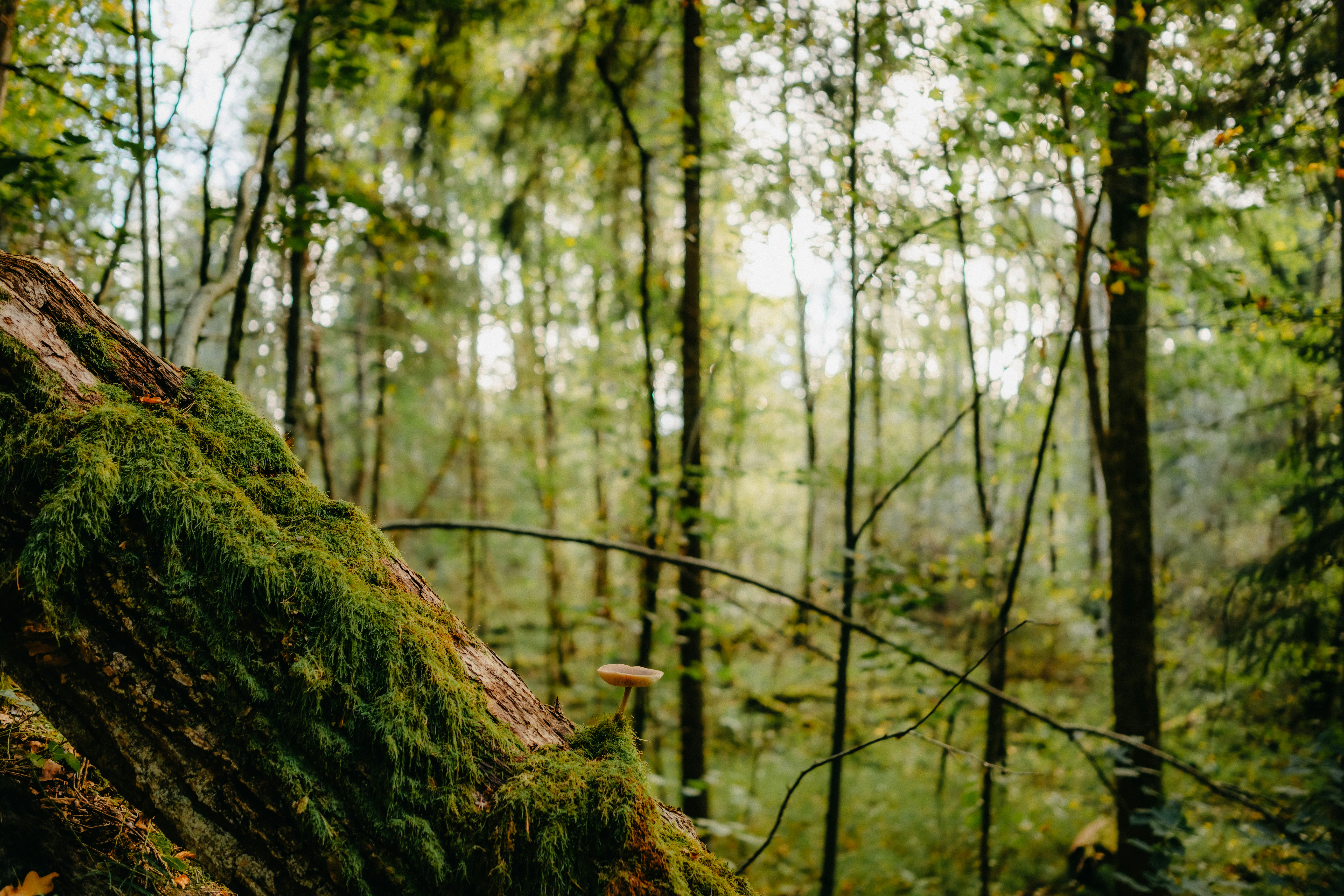 Photo by kristapsungurs