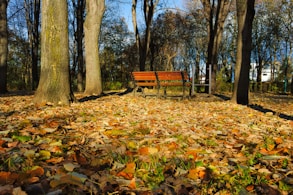 Empty park bench surrounded by fallen autumn leaves.