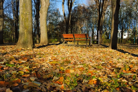 Empty park bench surrounded by fallen autumn leaves.