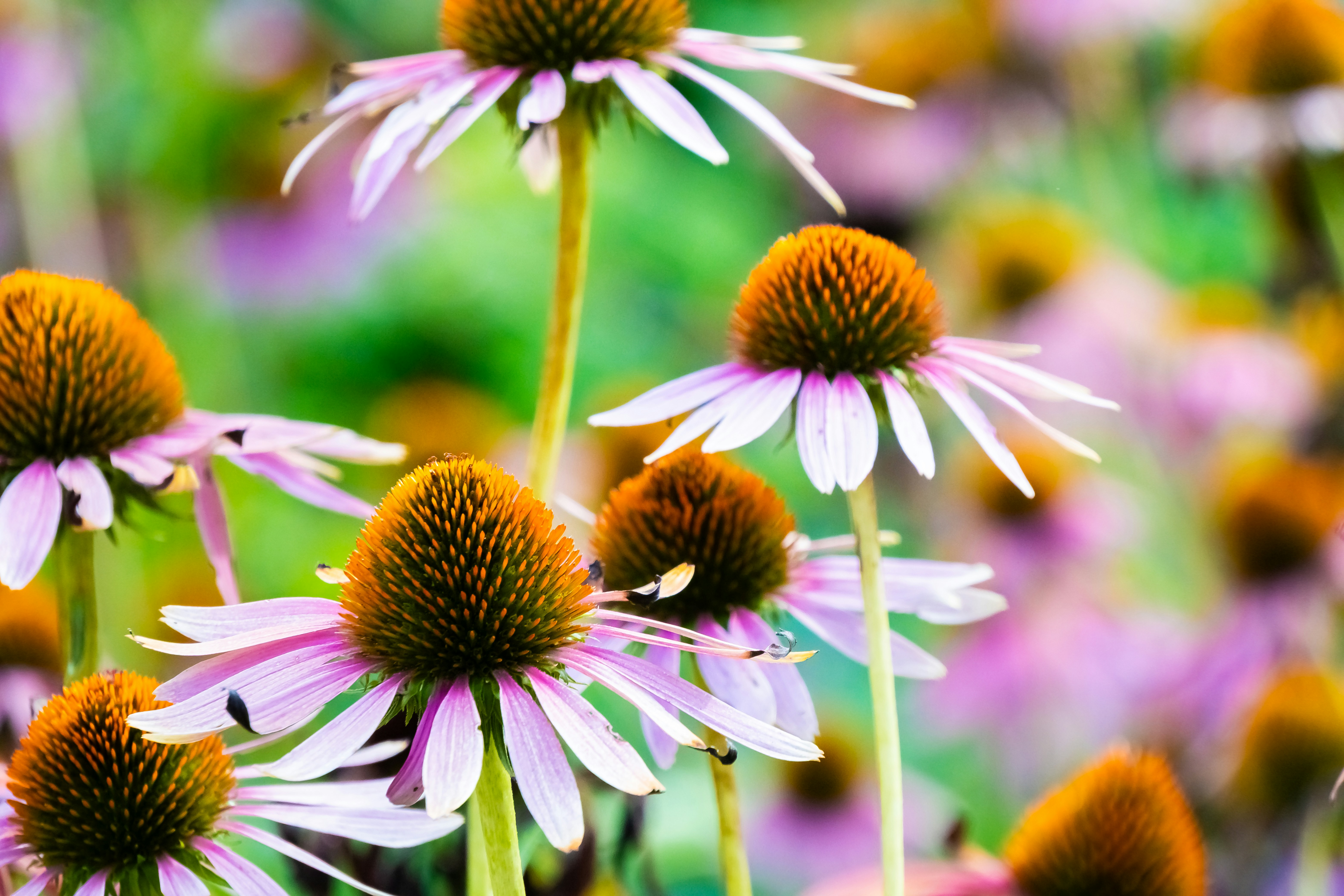 Field of purple coneflowers in bloom
