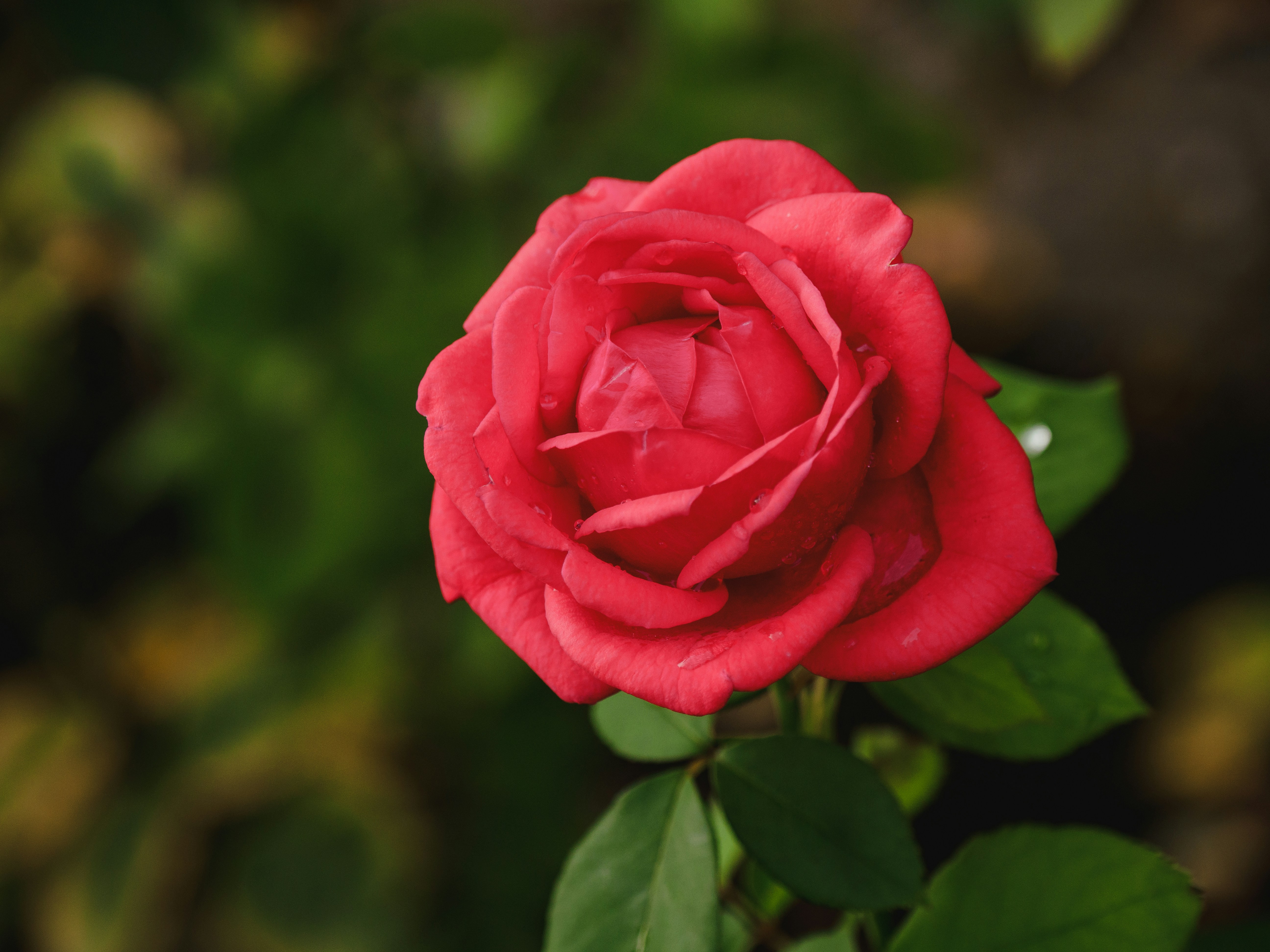 Photo by joshuafernandez