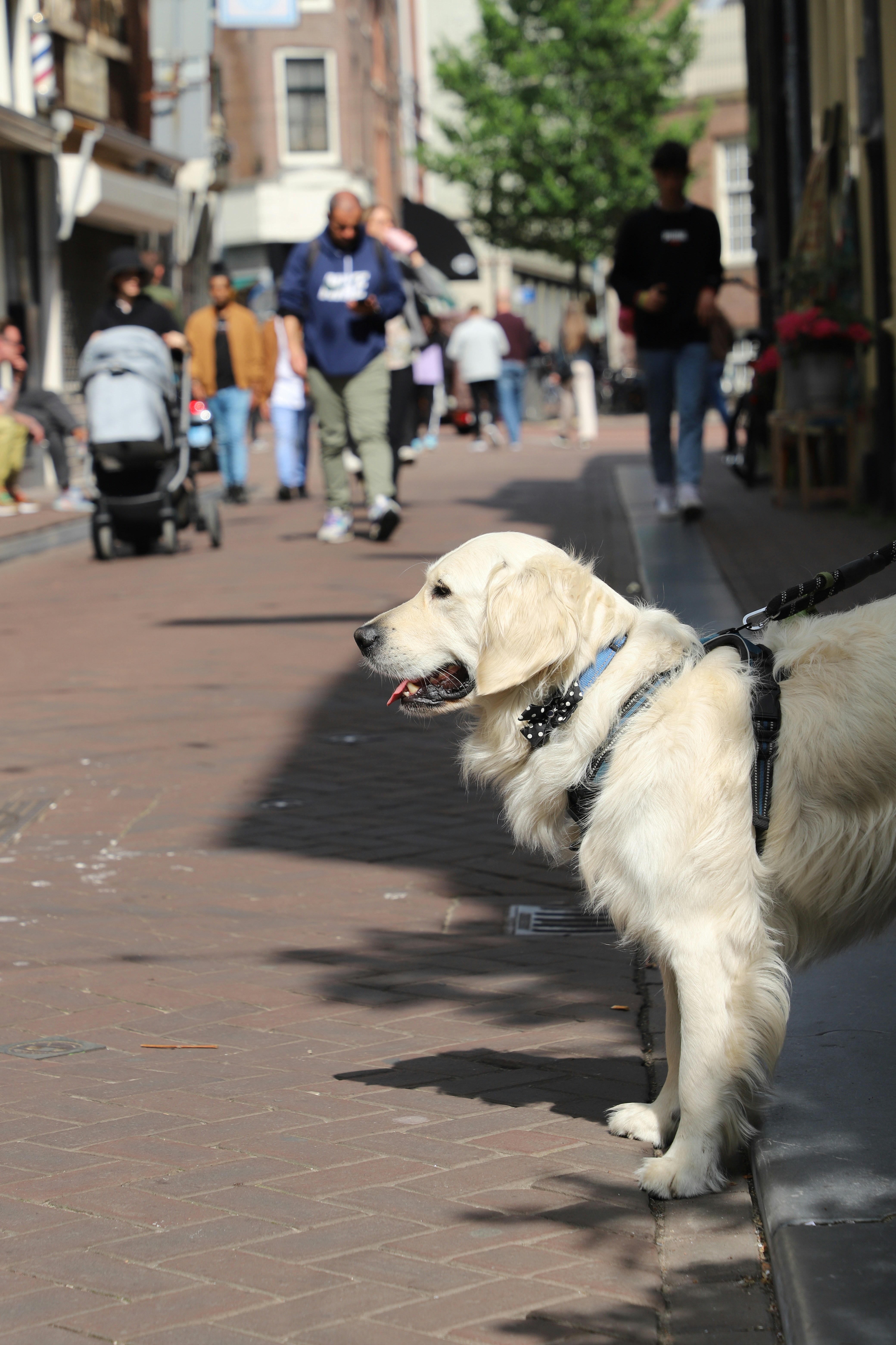 Golden retriever en laisse dans une rue — guide harnais