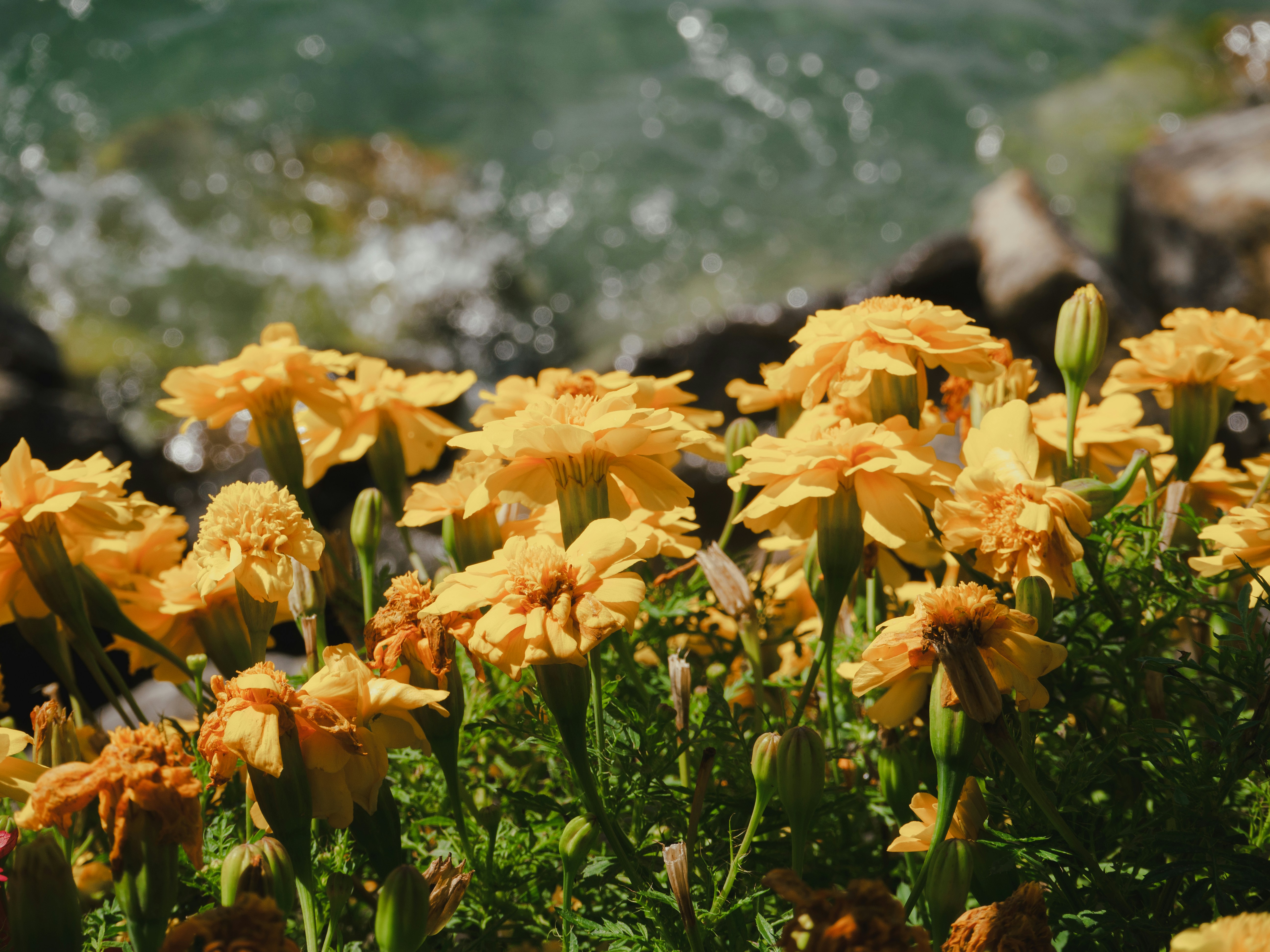 Las caléndulas amarillas florecen cerca del agua ondulante
