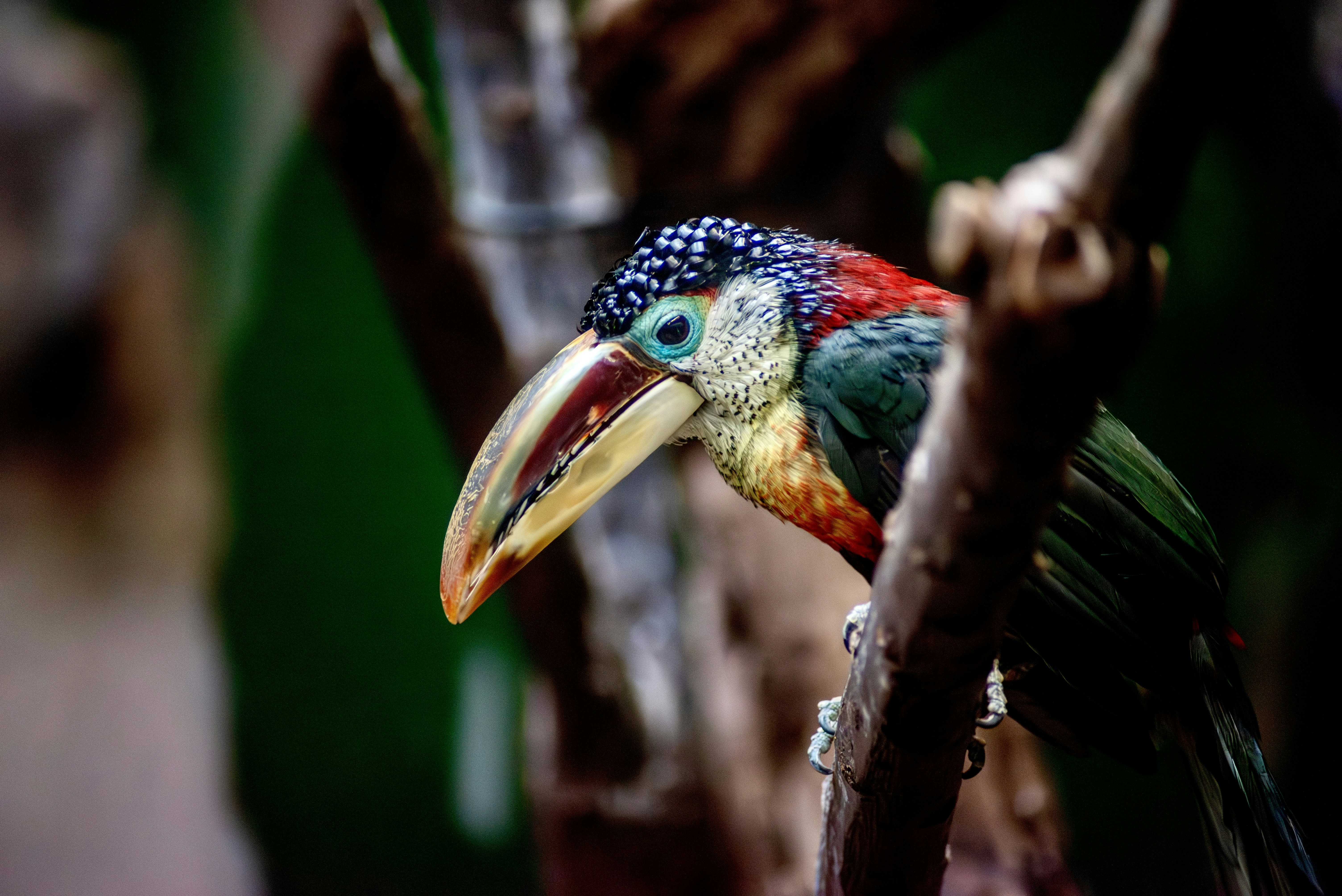 Tucano colorato appollaiato su un ramo di un albero
