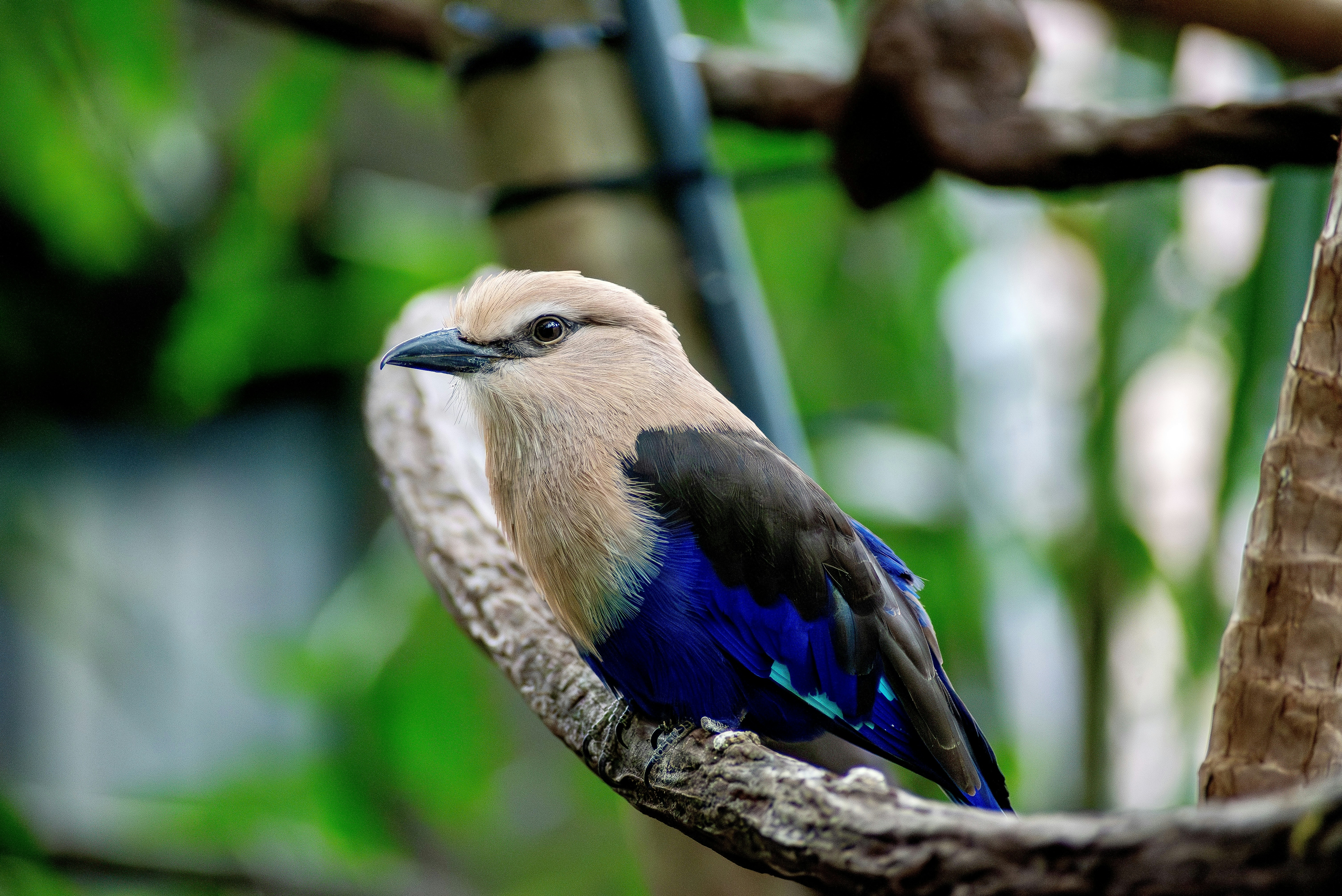 Un uccello colorato con piume blu appollaiato su un ramo.