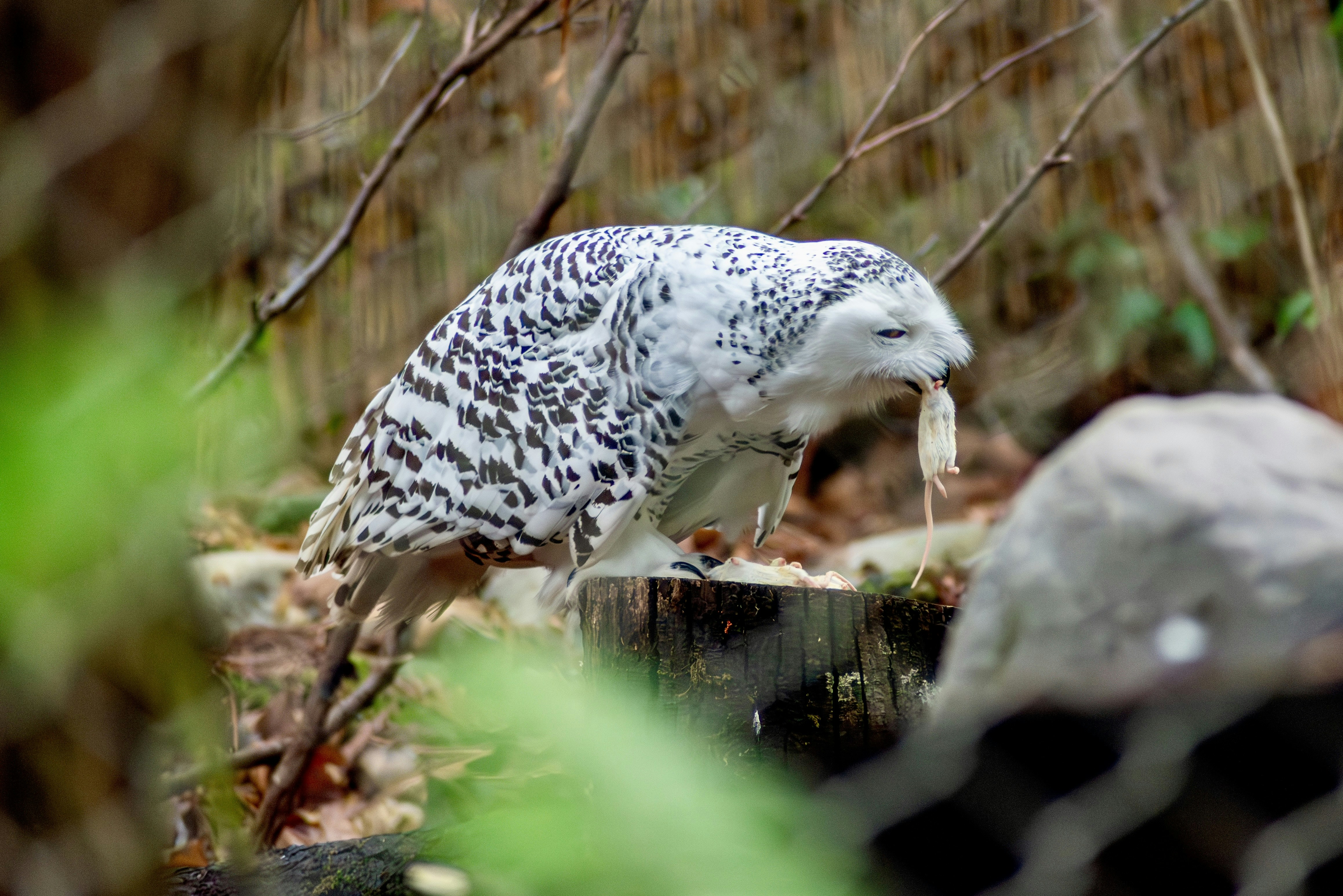 Gufo delle nevi che mangia la preda su un palo di legno.