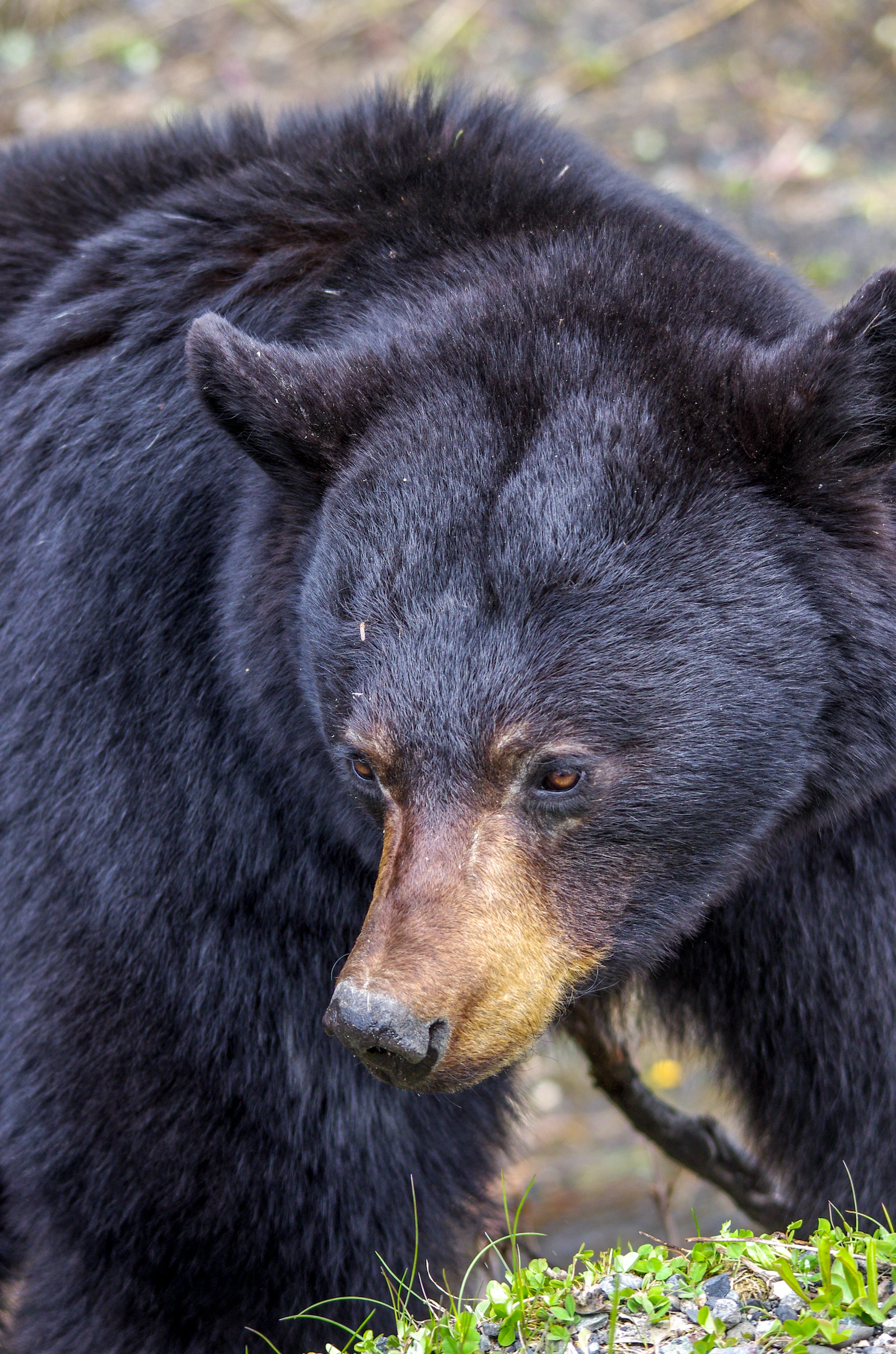 Kentucky Bear Breaks Into Home, Helps Itself to the Leftover KFC