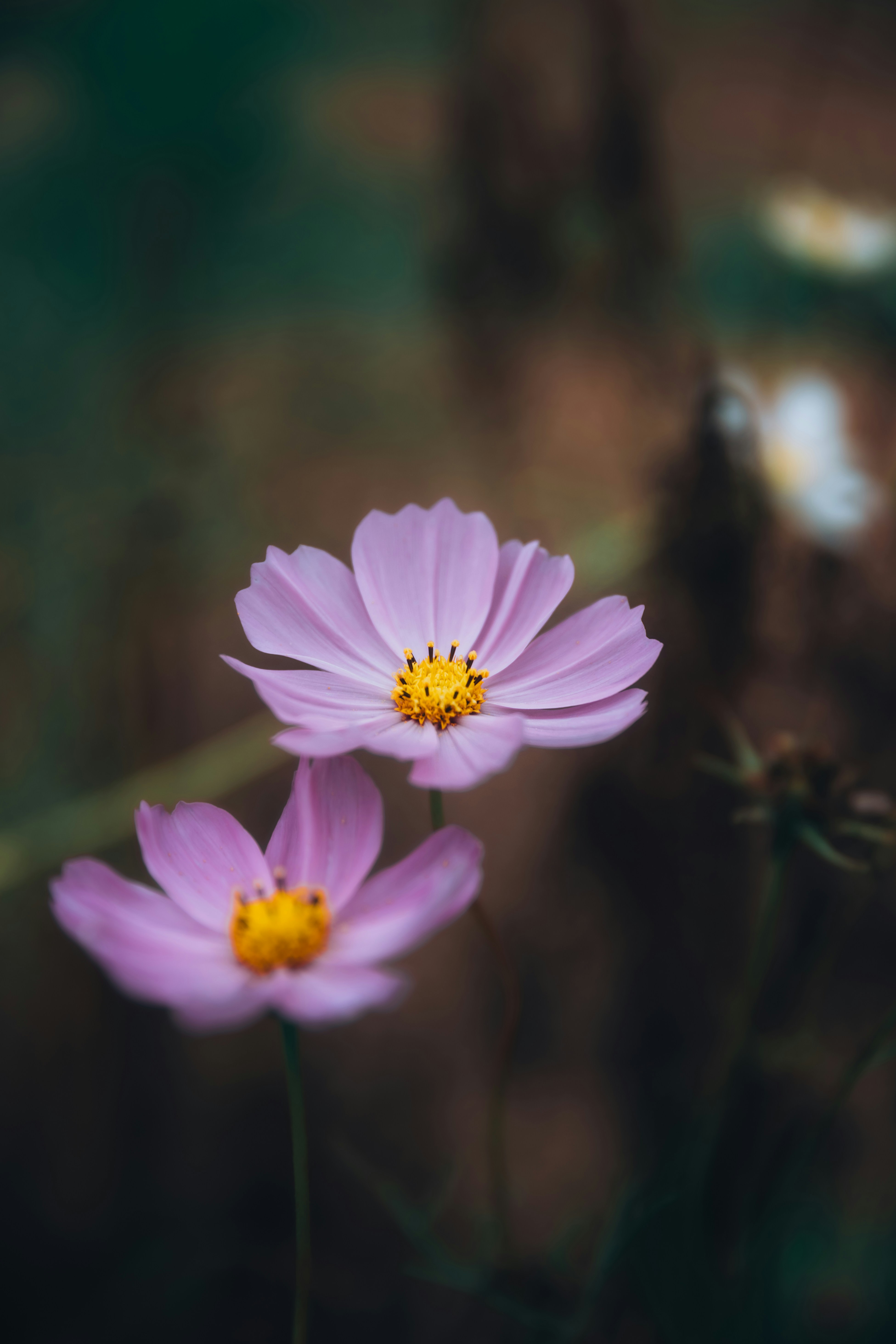 Photo by aurel_tyson