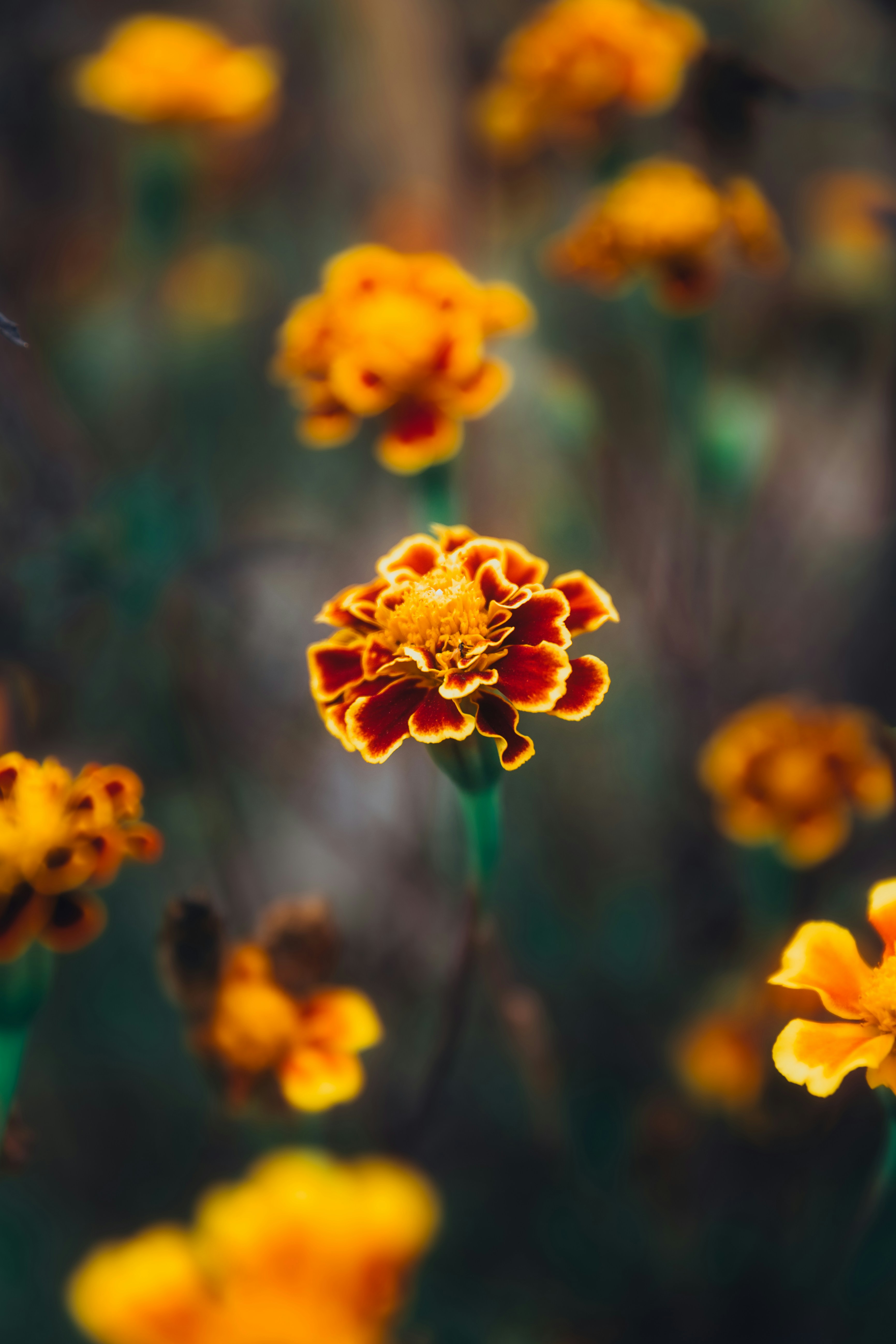 Gros plan de fleurs de souci orange et rouge vibrantes en fleurs